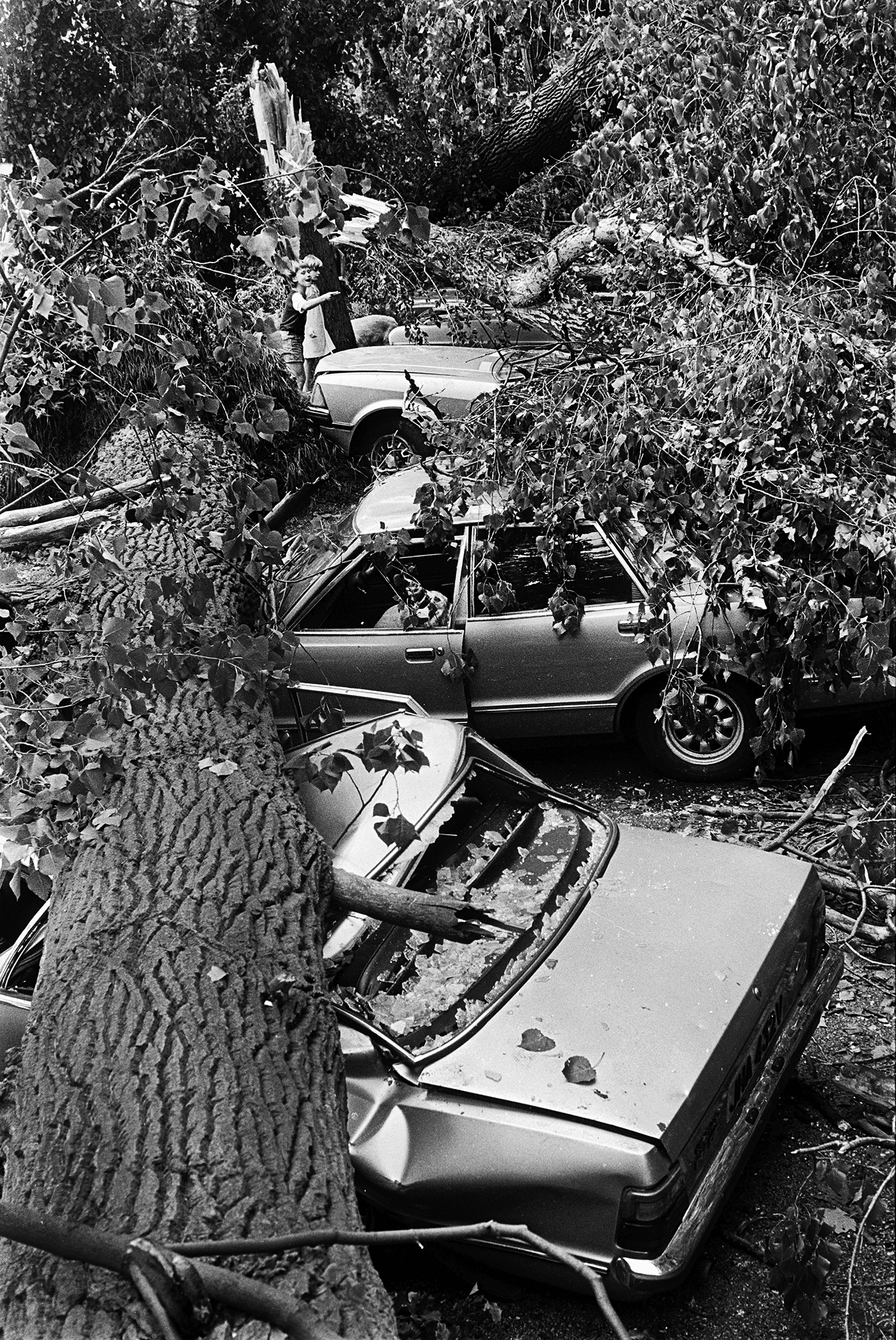Black and white image showing severely damaged car wreckage scattered amongst dense vegetation and tree branches.