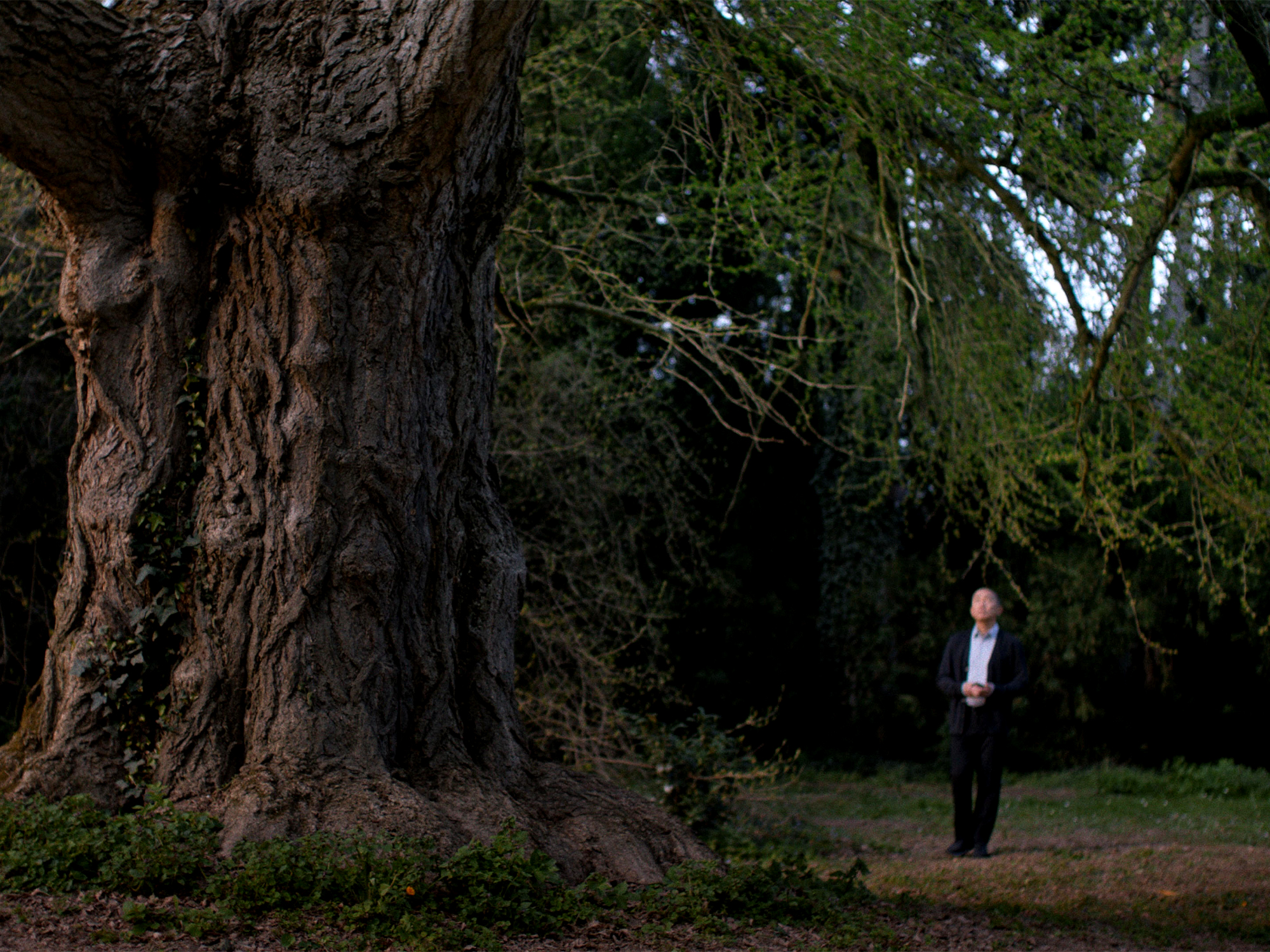 Person in dark clothing standing beside massive tree trunk in wooded area with dense green foliage overhead.