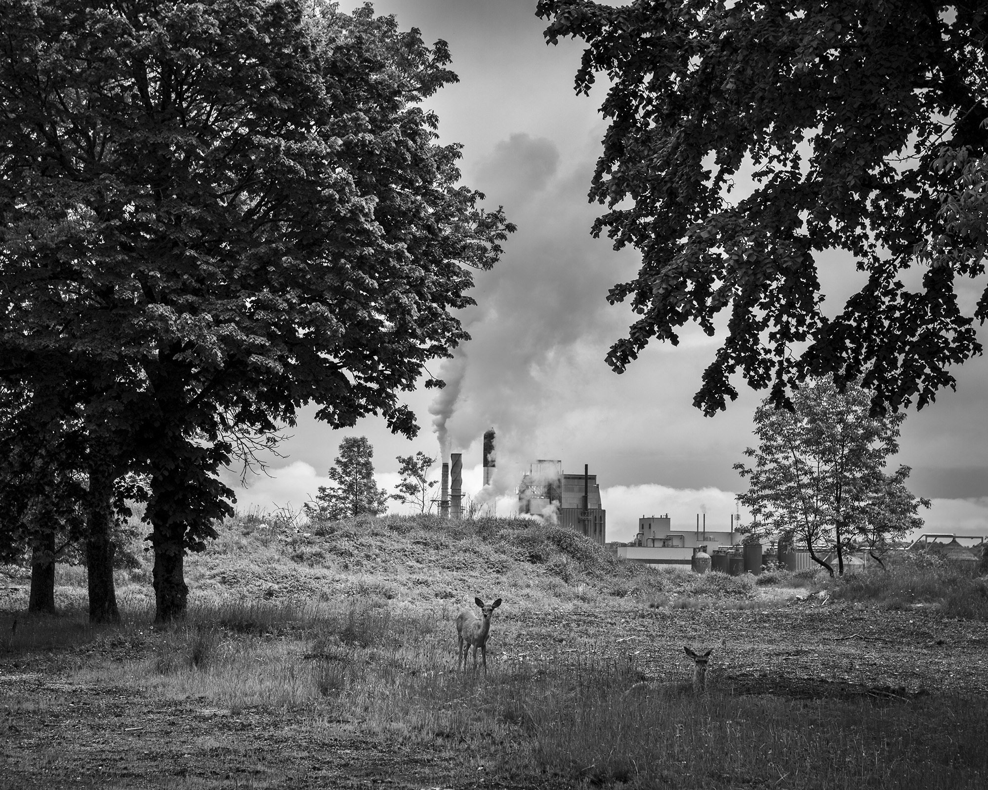 Industrial landscape with deer on grassy field, trees in foreground, factory buildings in background.