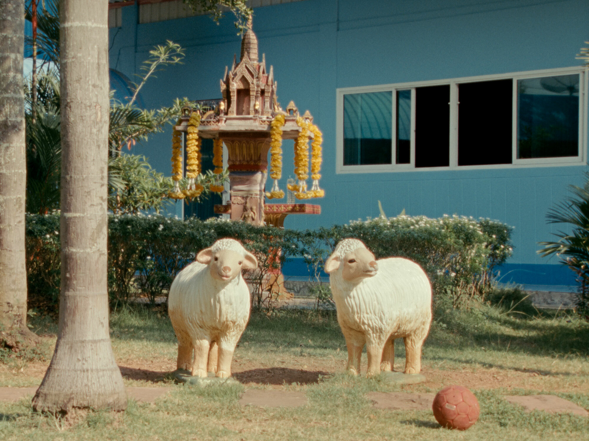 Two lambs stand in a garden with a colourful ornate shrine visible in the background.