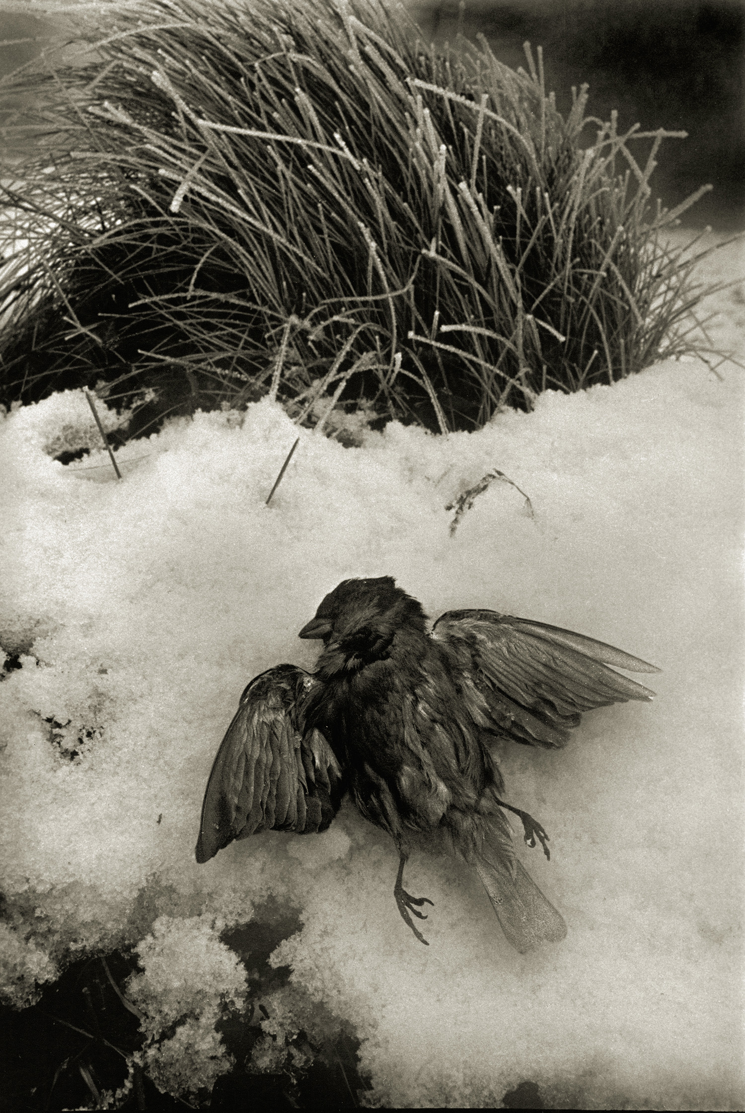 Dark bird with outstretched wings lying in snow beneath frost-covered ornamental grass clump.