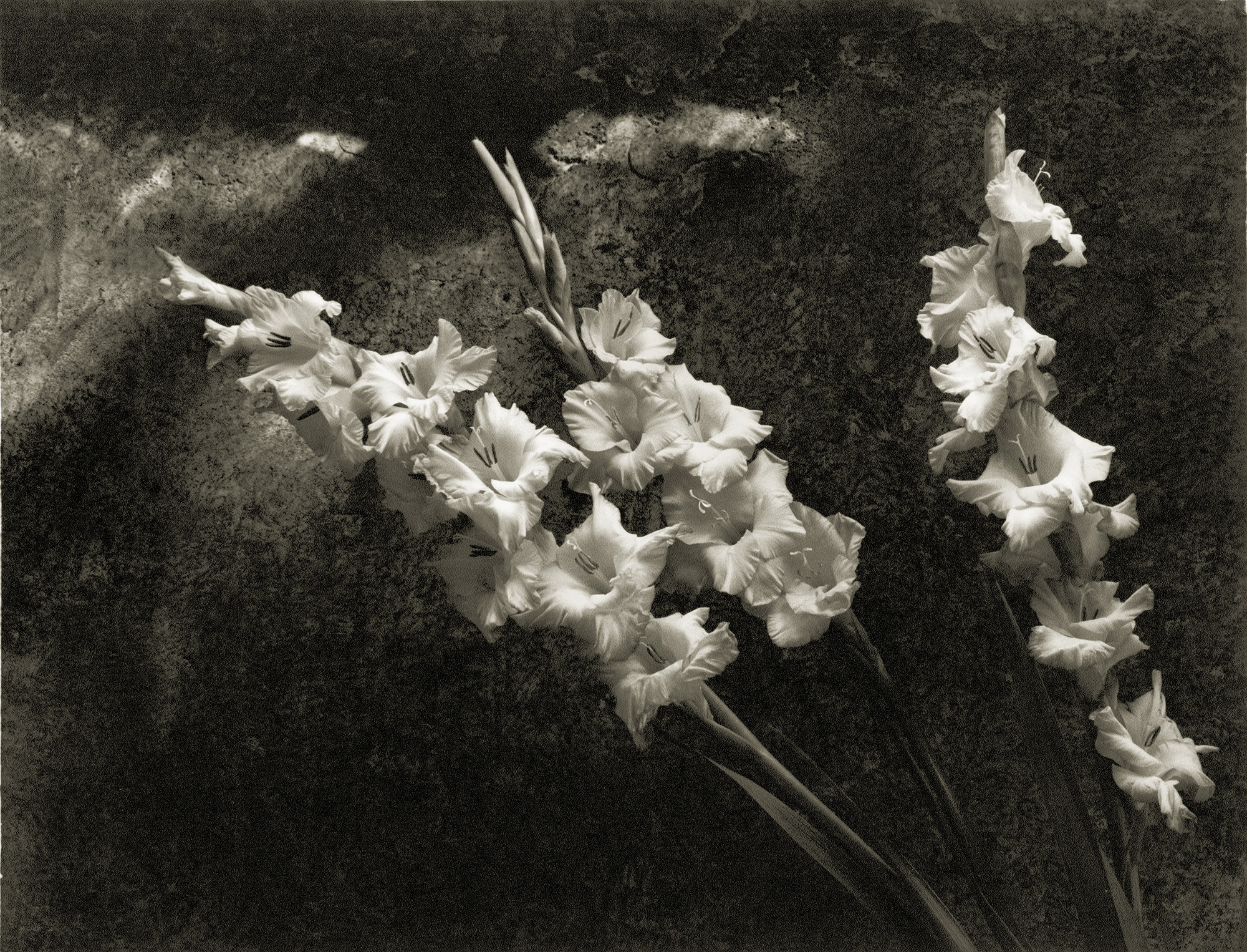 Three white gladiolus stems with ruffled flowers against dark textured background, black and white composition.