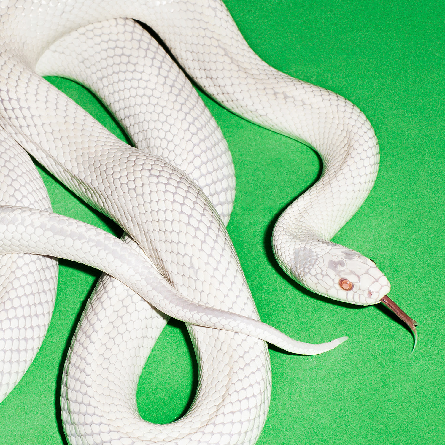 Deftones private music cover