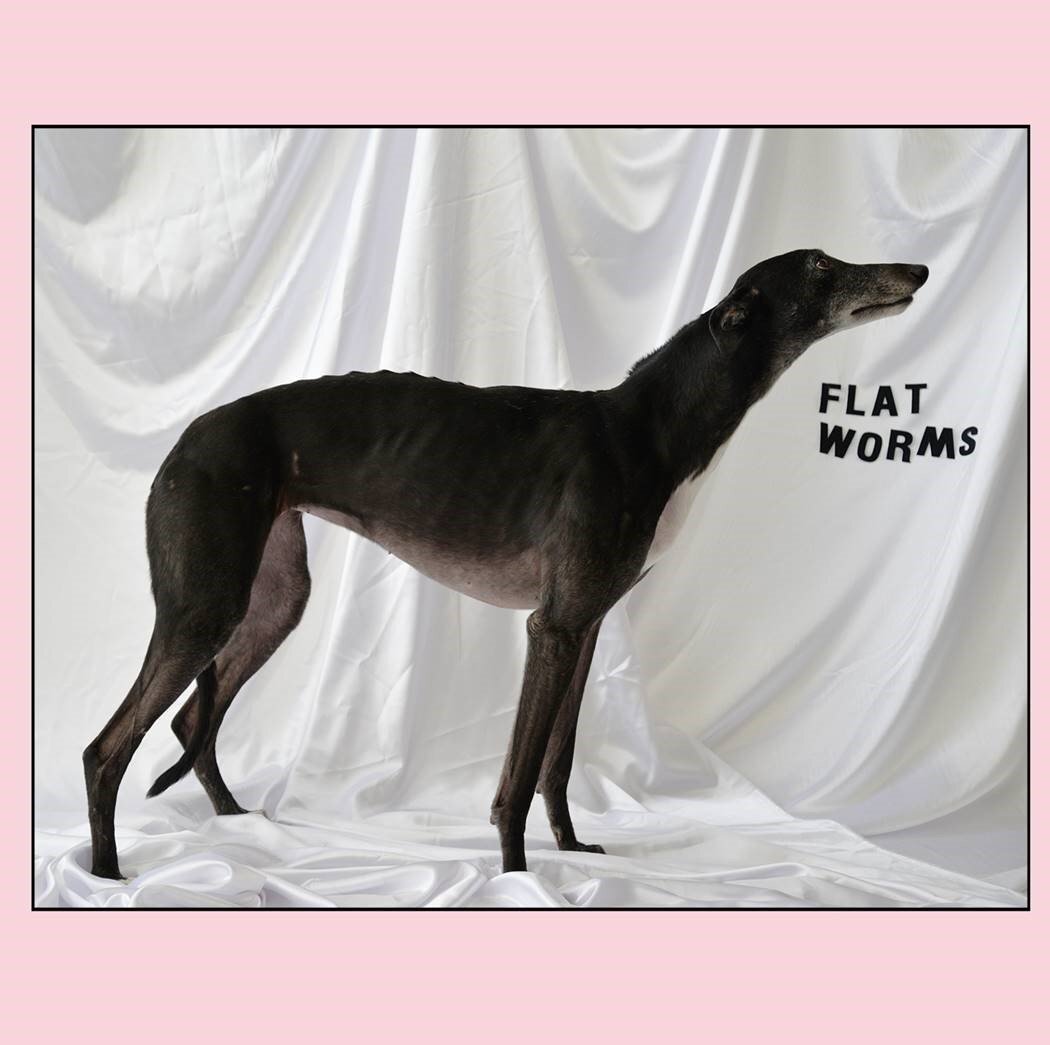 Flat Worms Flat Worms