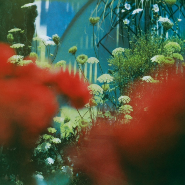 Pulled Apart By Horses THE HAZE PACKSHOT