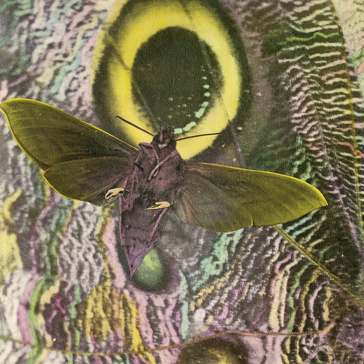 The Mothmen Pay Attention