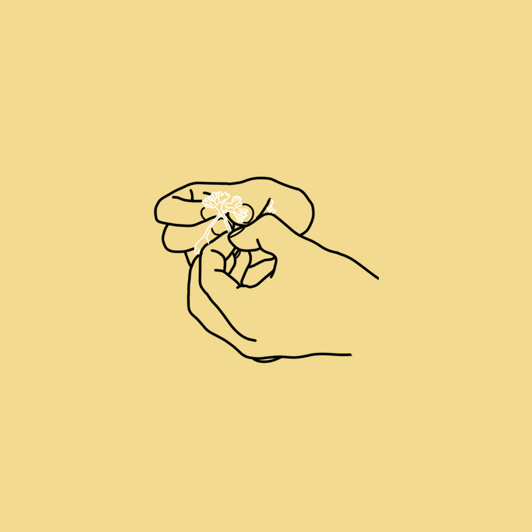 Chris pidsley daisies