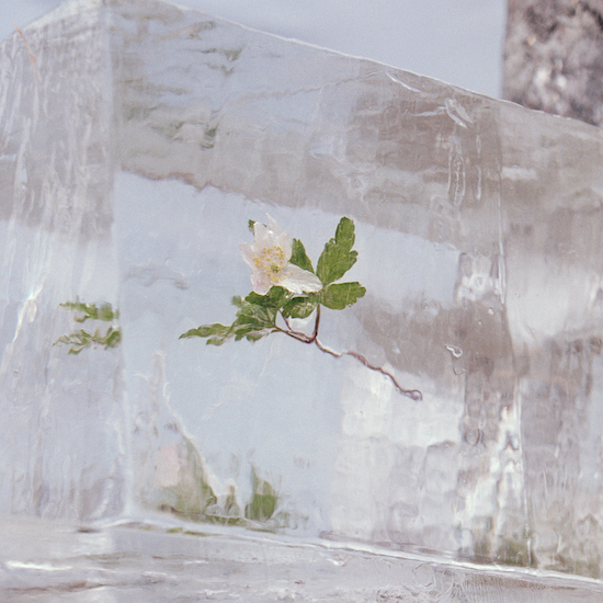 Efterklang windflowers art