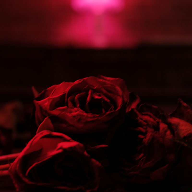 Paperkitesroses