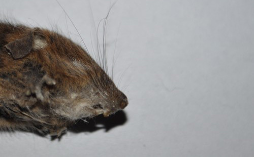 Ratto