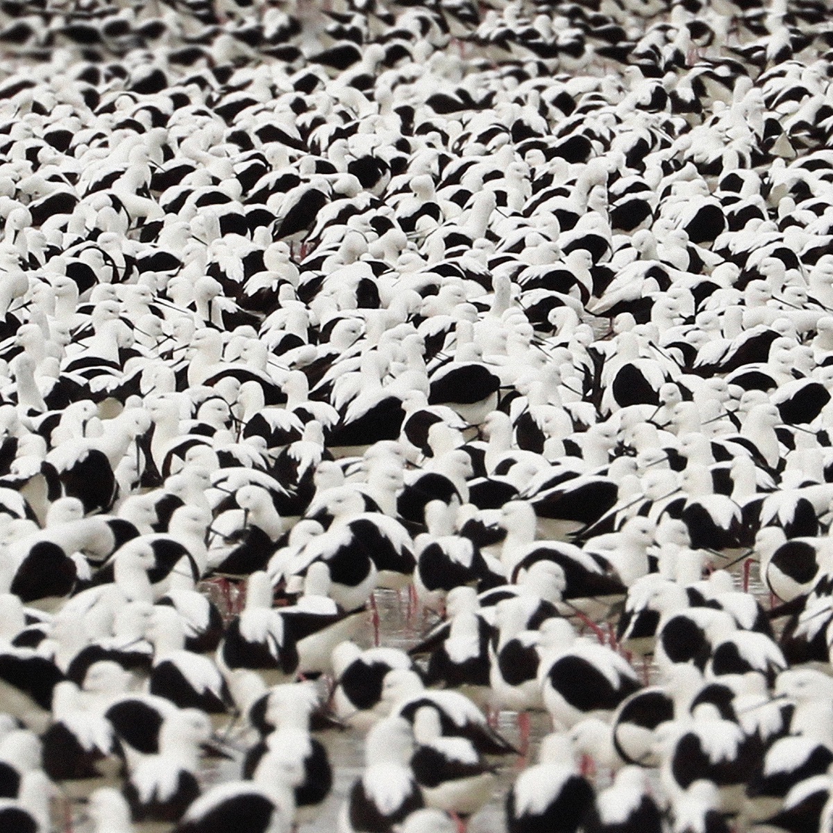 Stella donnelly flood art