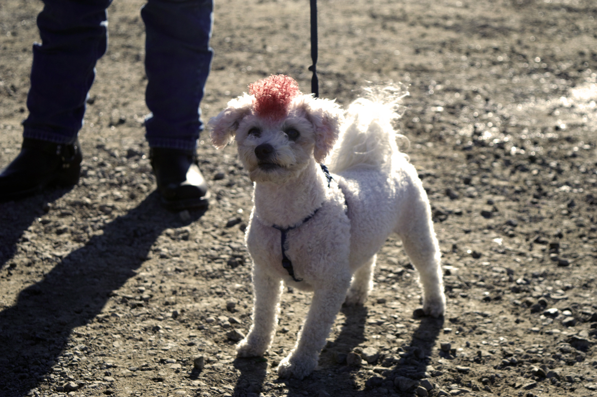 Riot Fest2 Toronto 090714 Photo by Alicia Giammaria