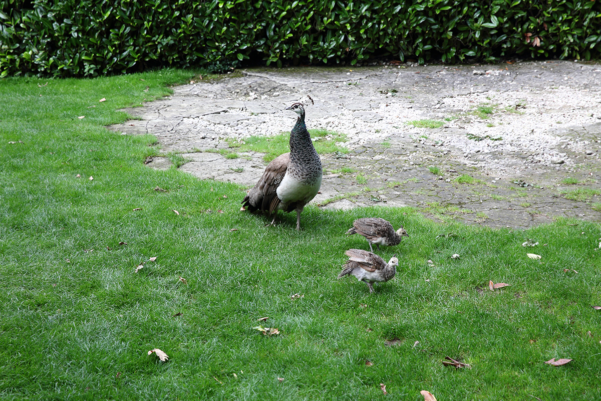 Site02 eotr15 live bc