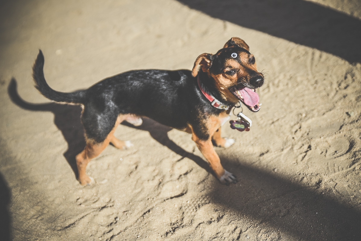 Desert Daze Festival Institute Of Mentalphysics Joshua Tree 10 14 15 16 Erika Reinsel 19
