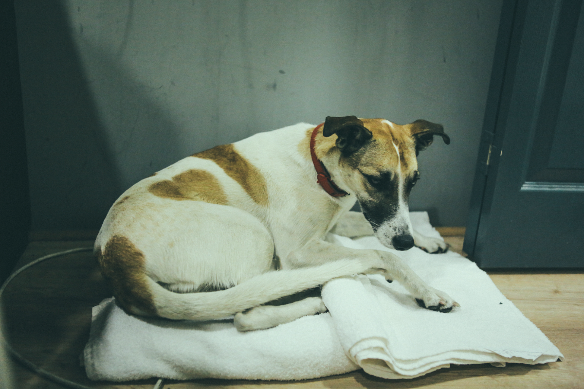 Ought Tufnell Park Dome London 260416 Sara Amroussi Gilissen 12