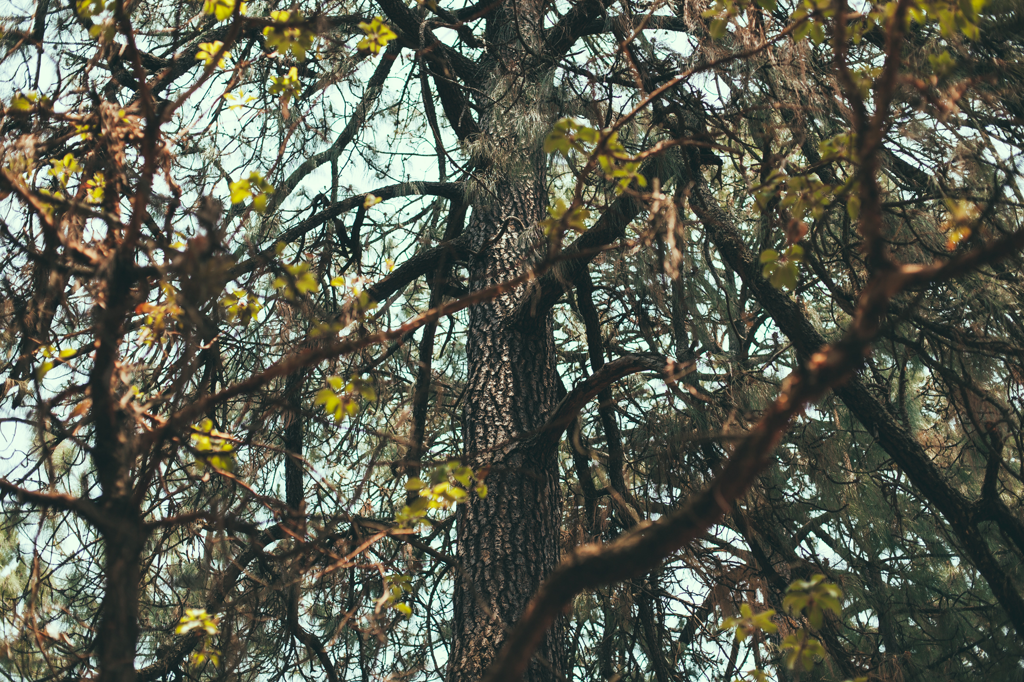 Crowd Festival Bravo Valle de Bravo Mexico 05 20 2017 Daniel Patlan Desde 1989 10 of 59
