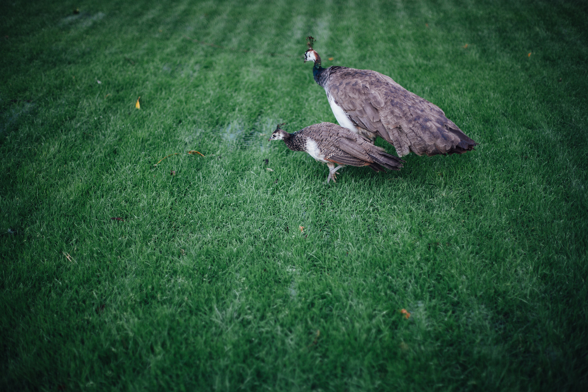 Endoftheroad2017 rjc 0069