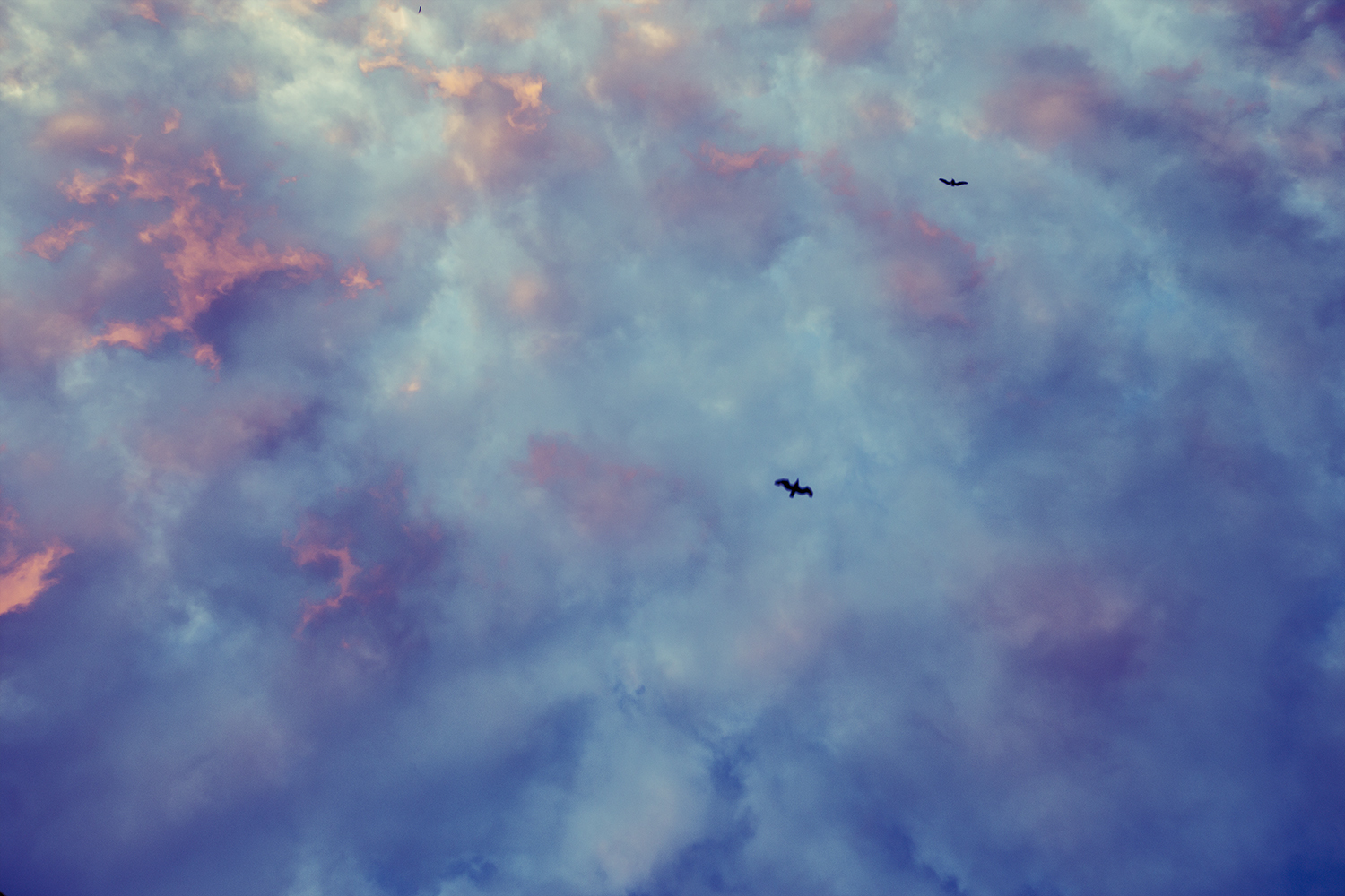 Gerhard Ritcher vibes Brighton Chris Almeida