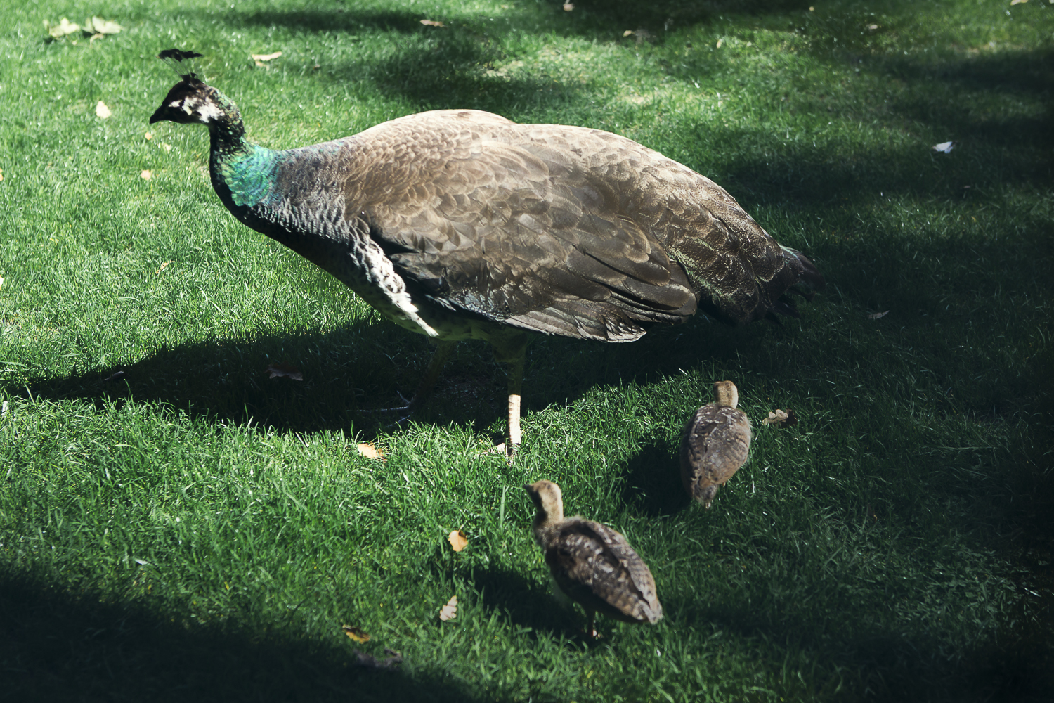 Peacock EOTR 2018 by Chris Almeida