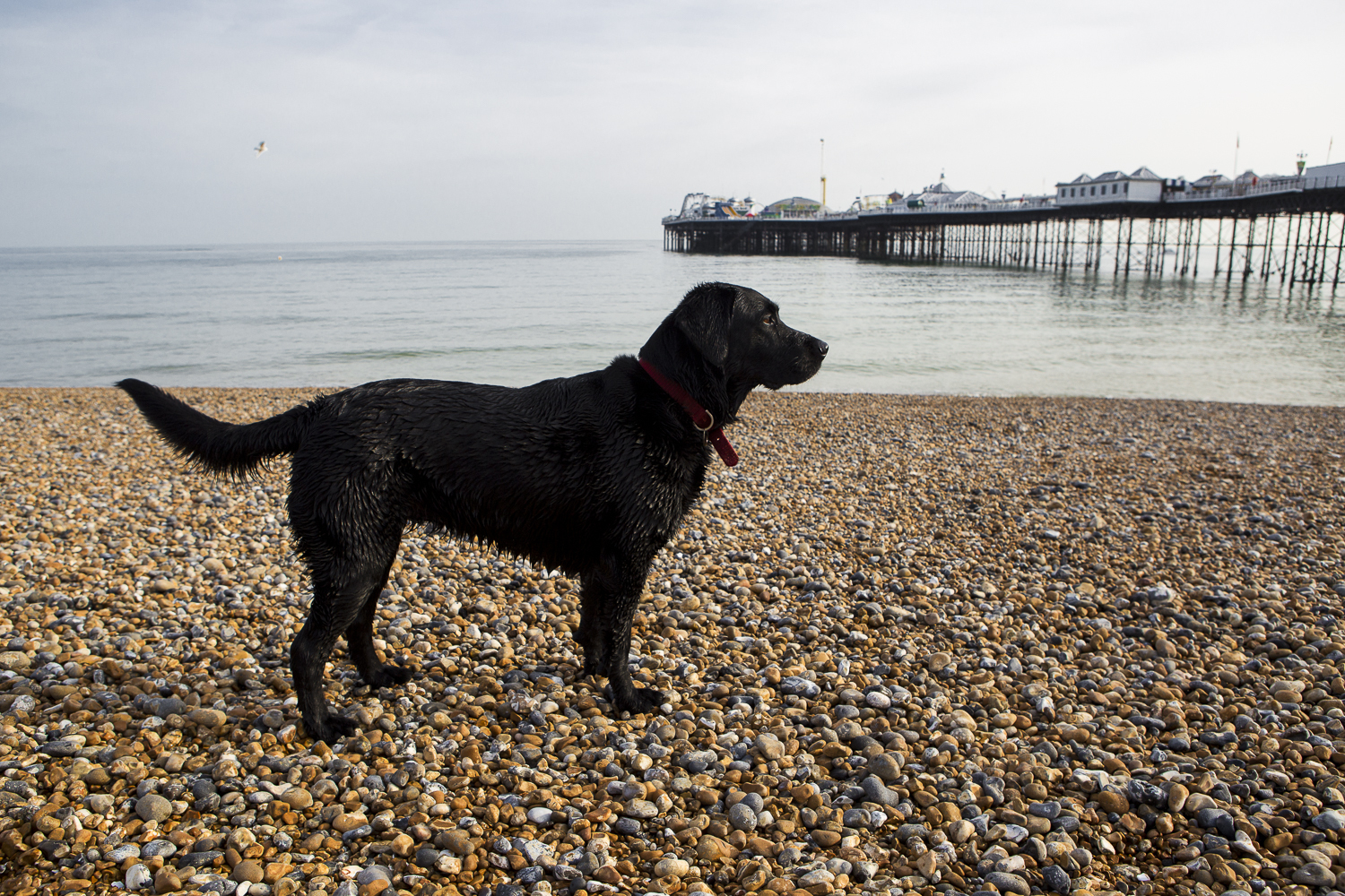 20 Gig Goer Brighton 18 05 18 Chris Almeida