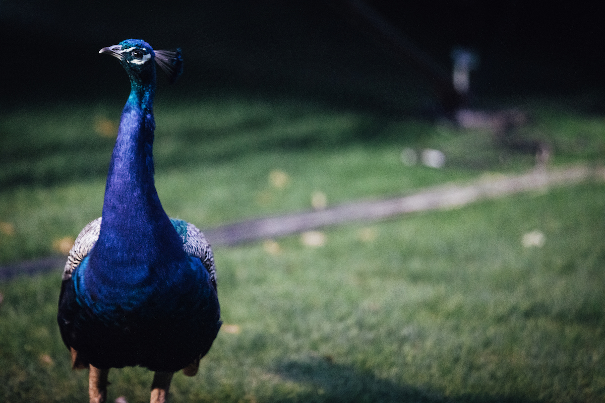 Eotr2019 juarez carr 0940