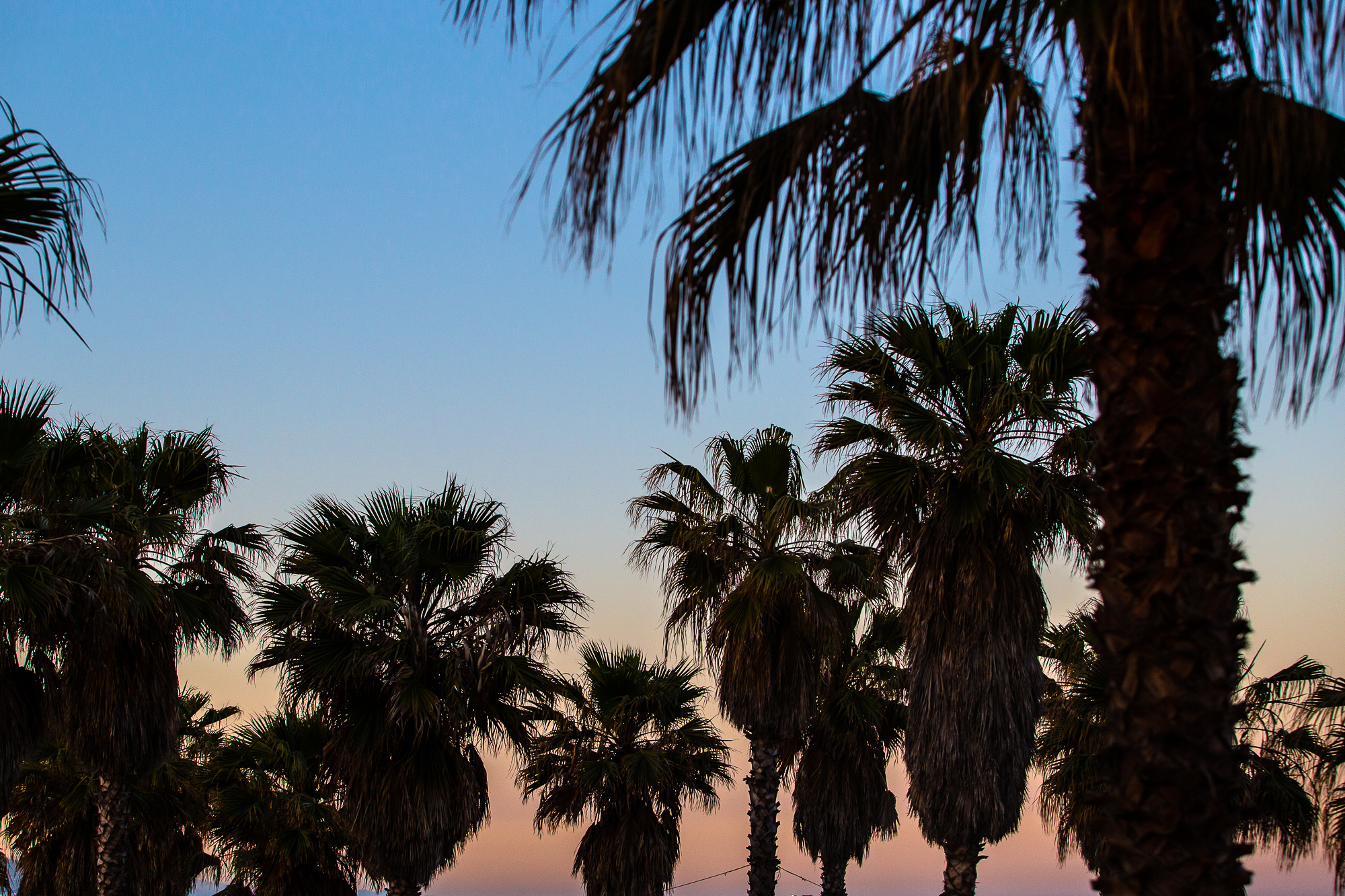 Palm Trees Primavera Sound 2019 Chris Almeida