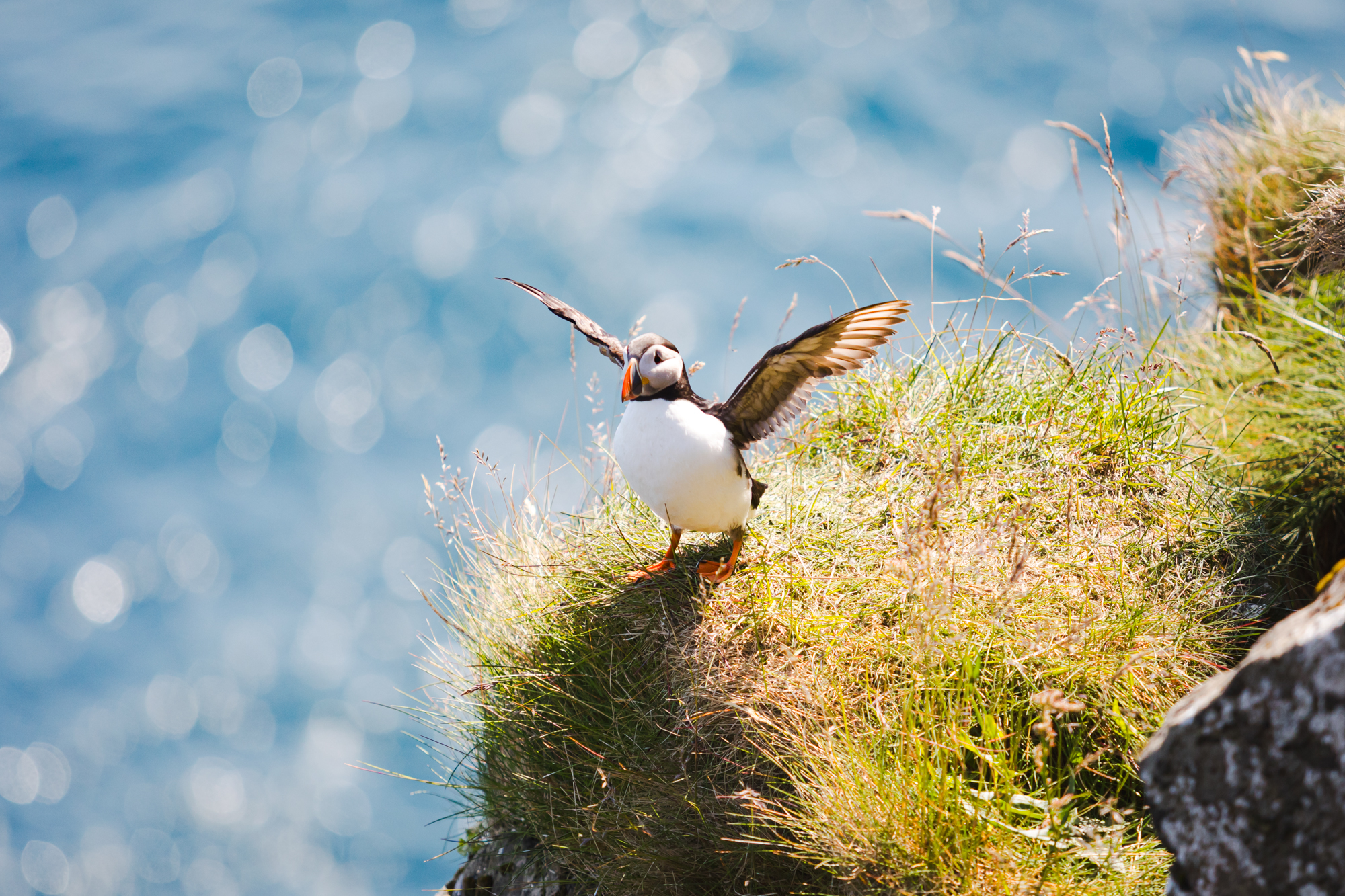 Puffin 01