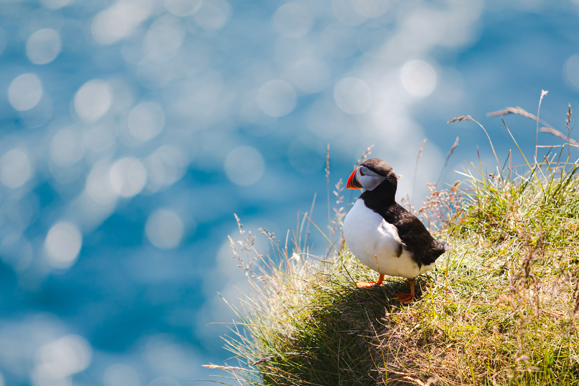 Puffin 02
