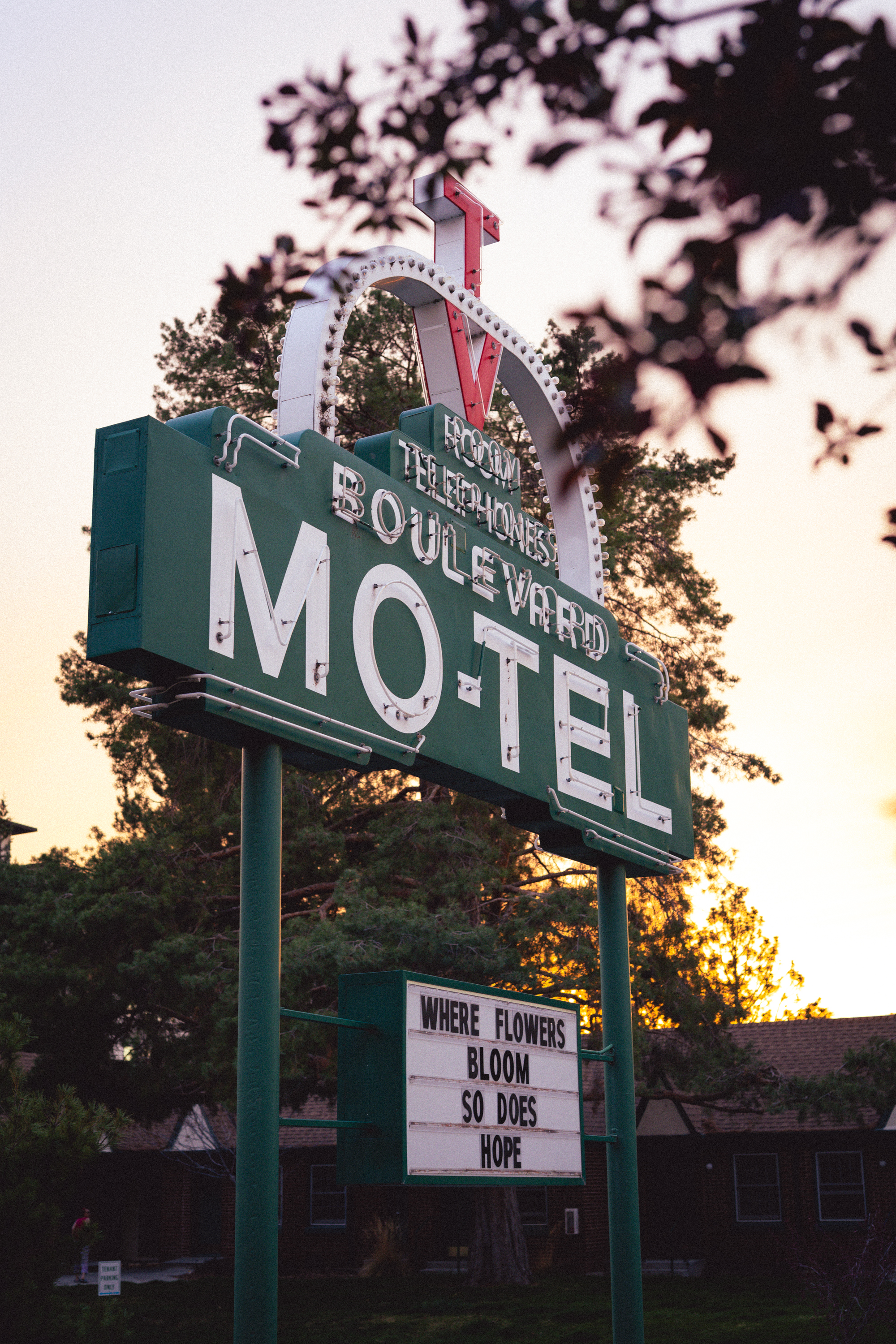 Treefort essay pix x lobf x JD 51