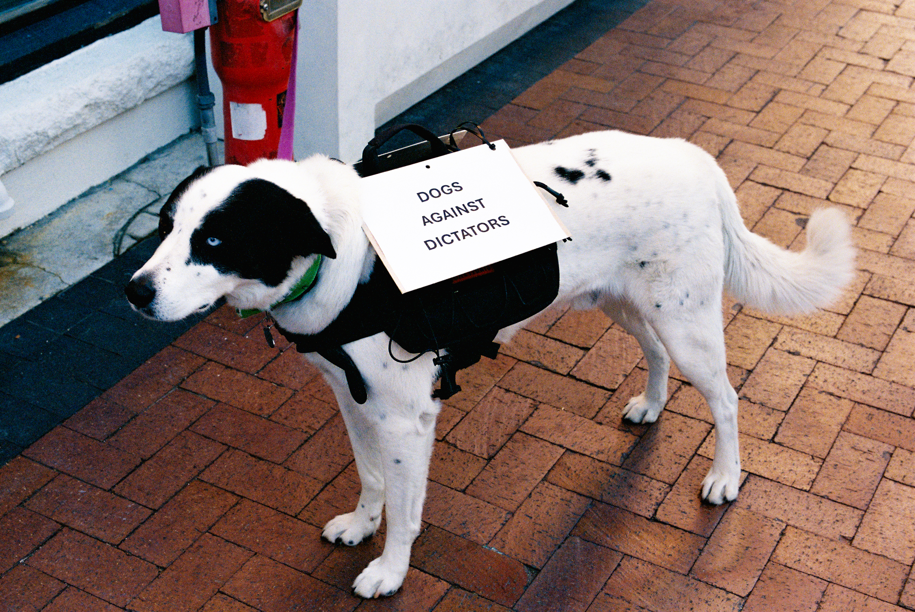 Treefort film pics x lobf x JD 24