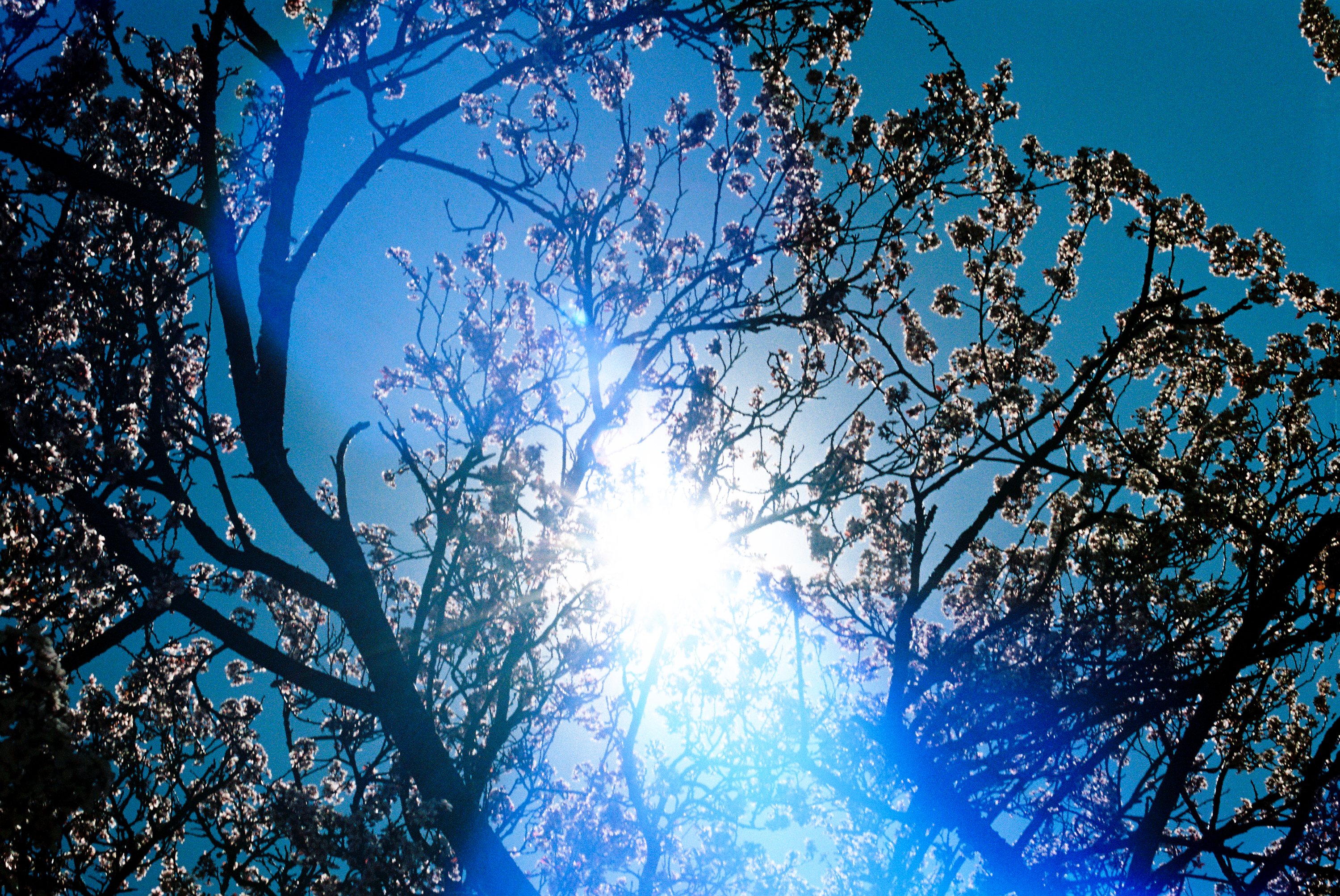 Treefort film pics x lobf x JD 59