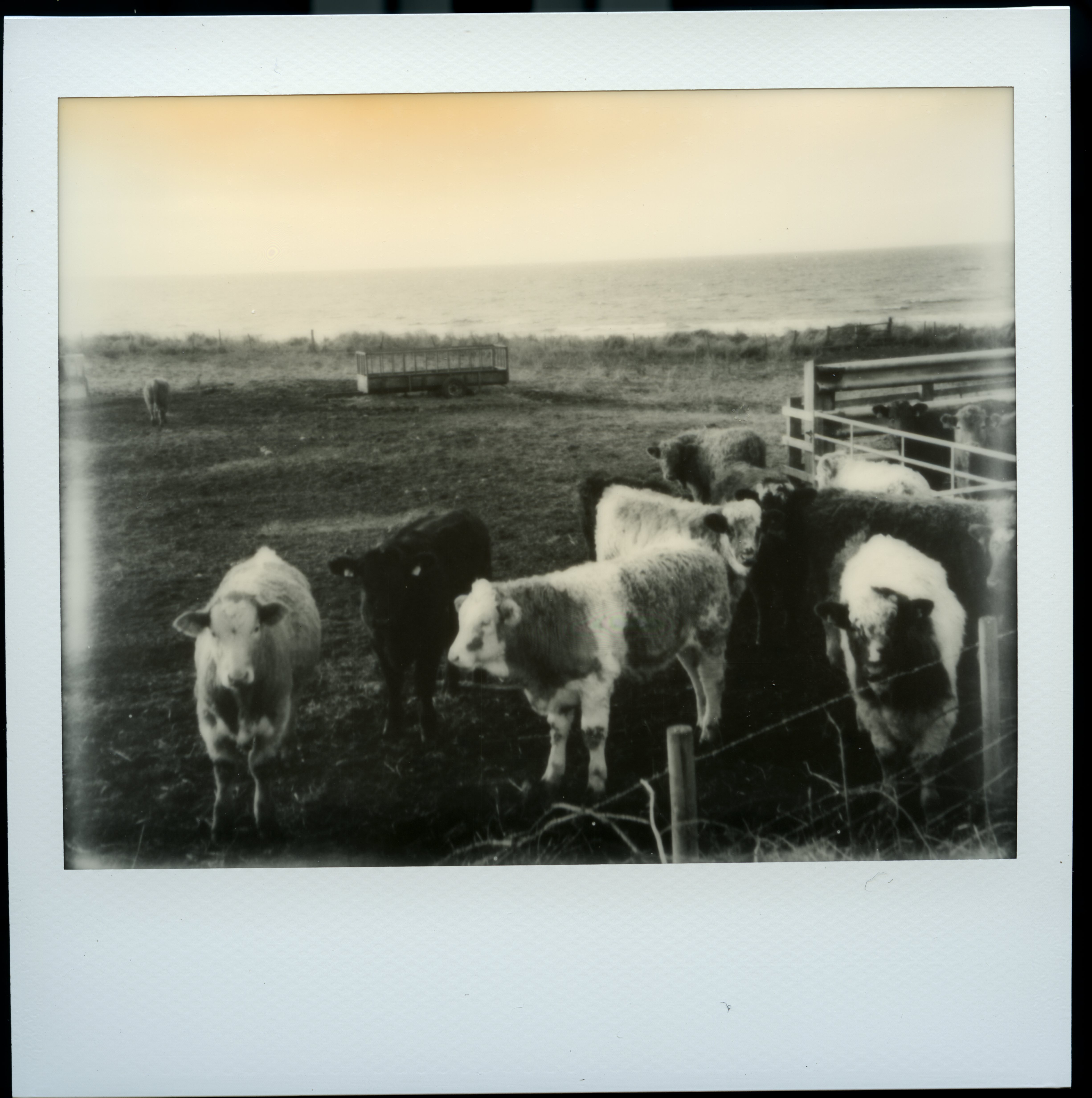 Alex Cameron Polaroid unnamed 7