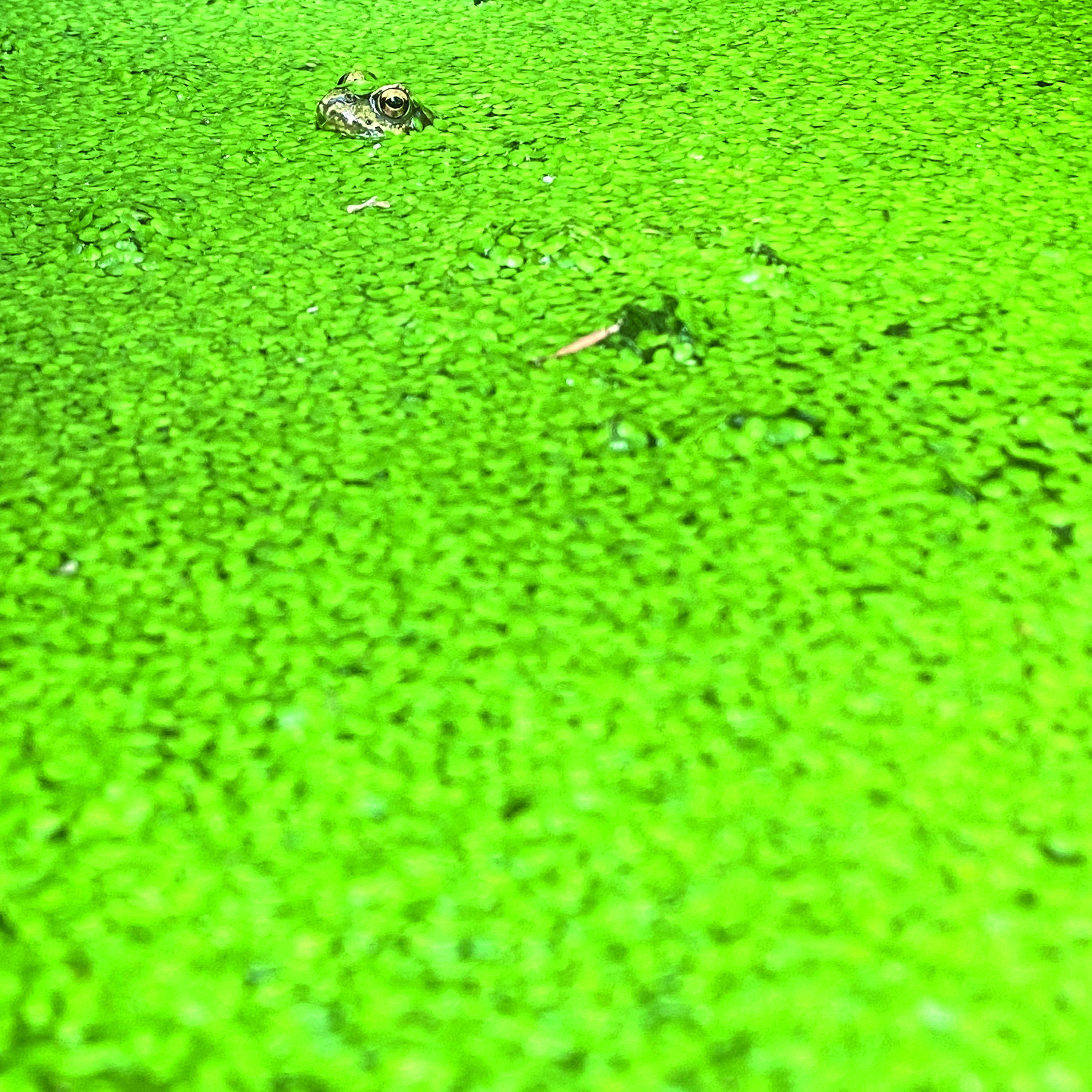 Anton Pearson Driving Through Belgium WOE030