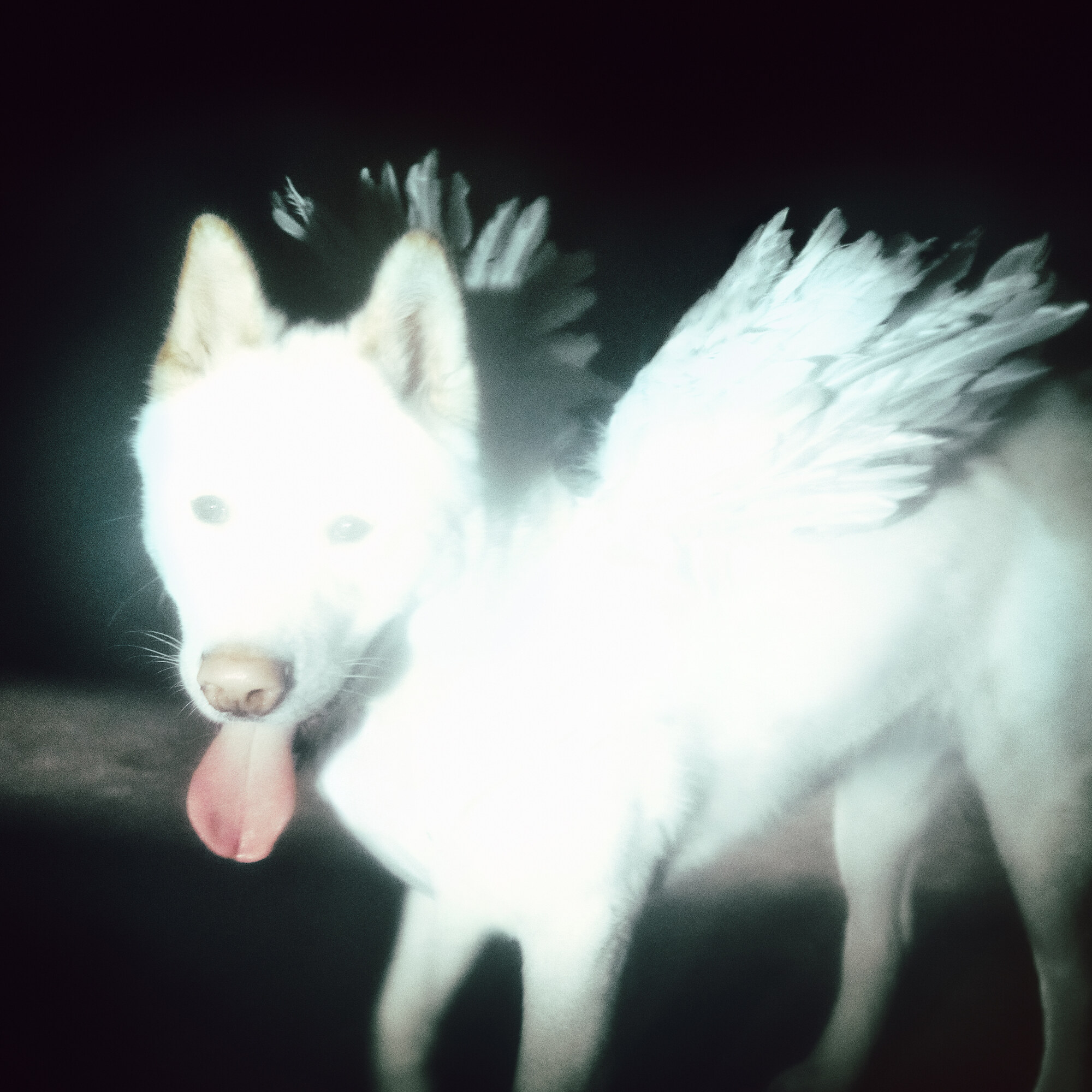 Fat Dog Cancel Me Im Tired Packshot WIG568 D
