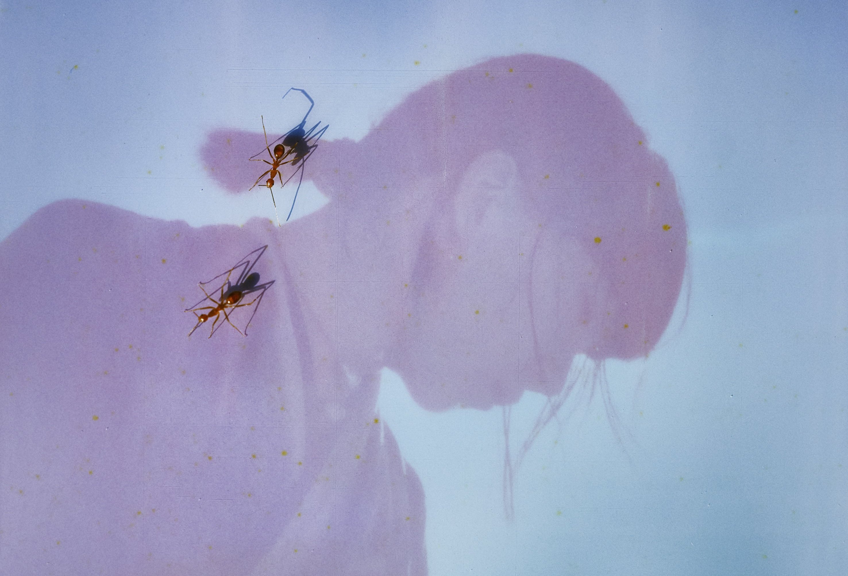 Ichiko Aoba Photo LC 1