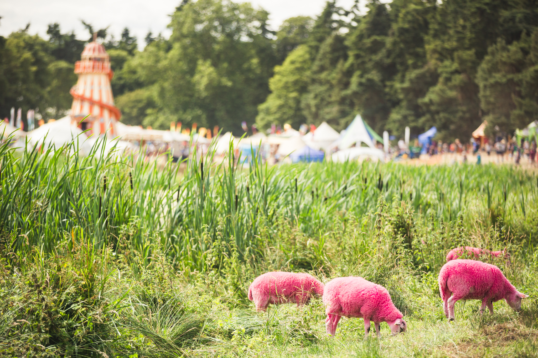 Latitude15 Dan Medhurst RP1 A0900 jpg web