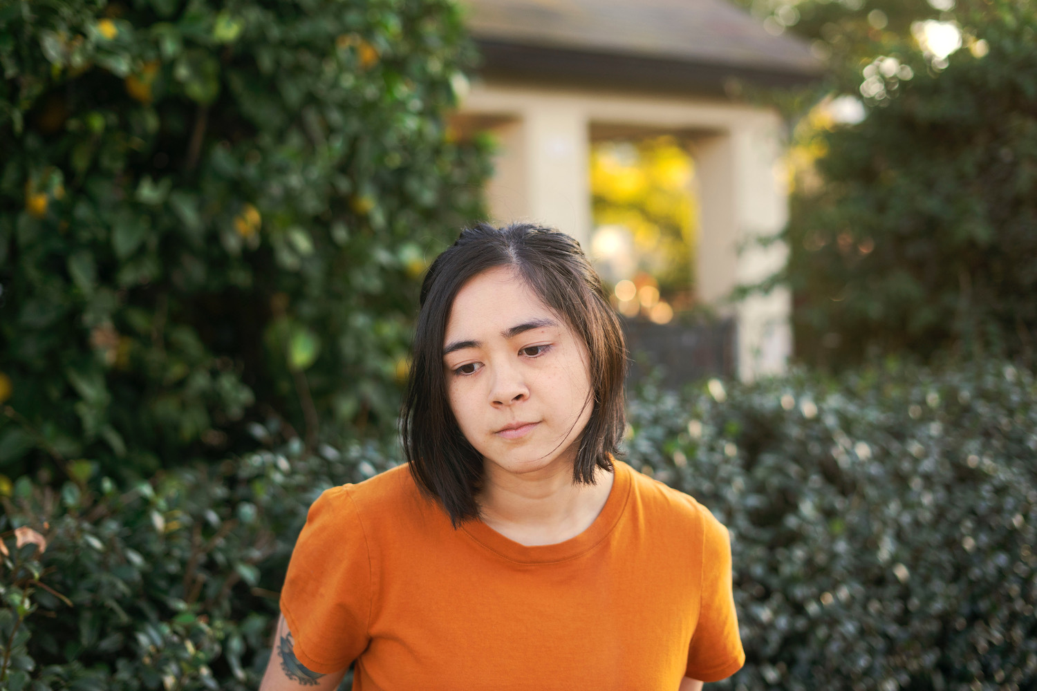 Mini Trees Shab Ferdowsi