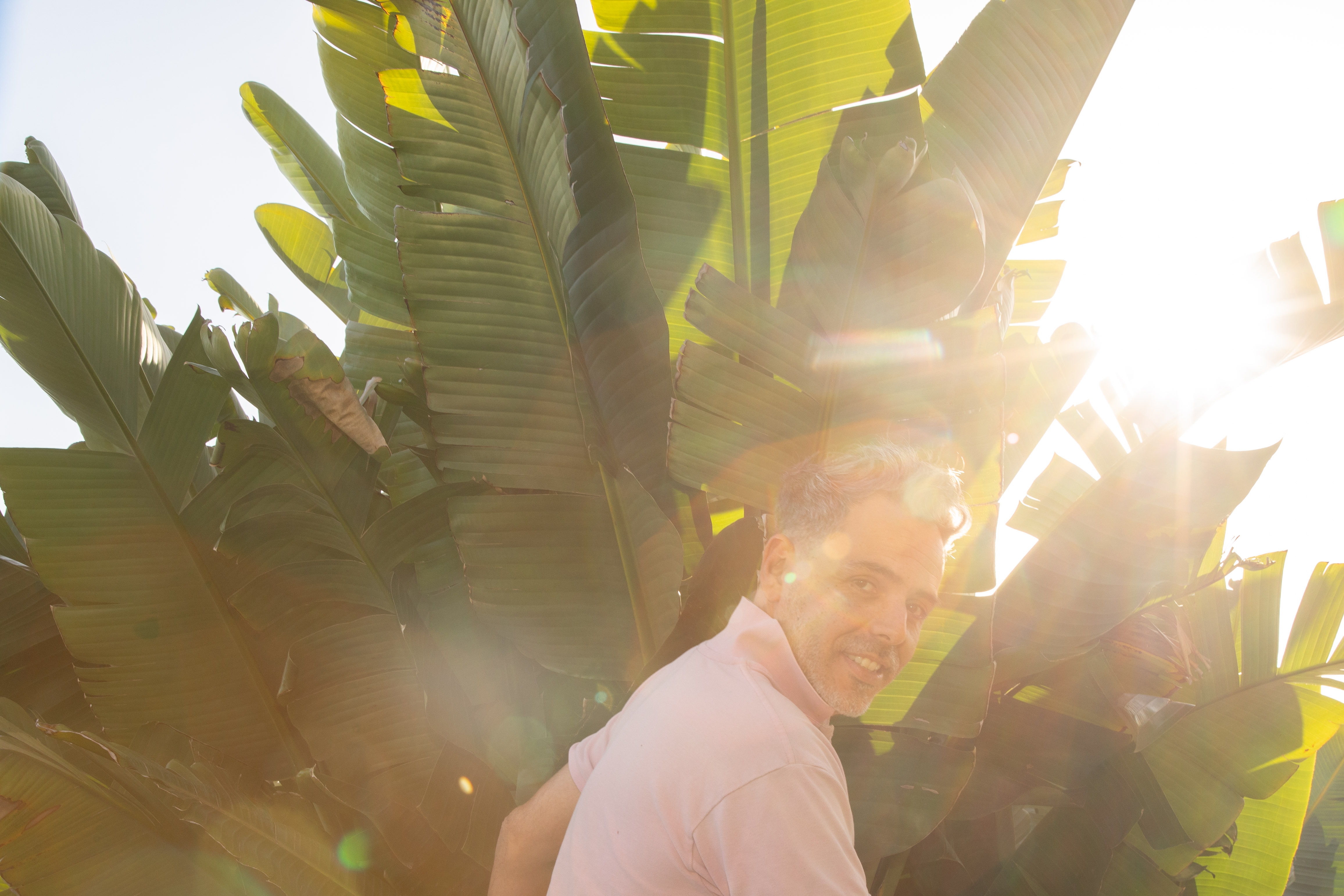 Mocky Sunlight leaves Yvonne Schmedemann 1