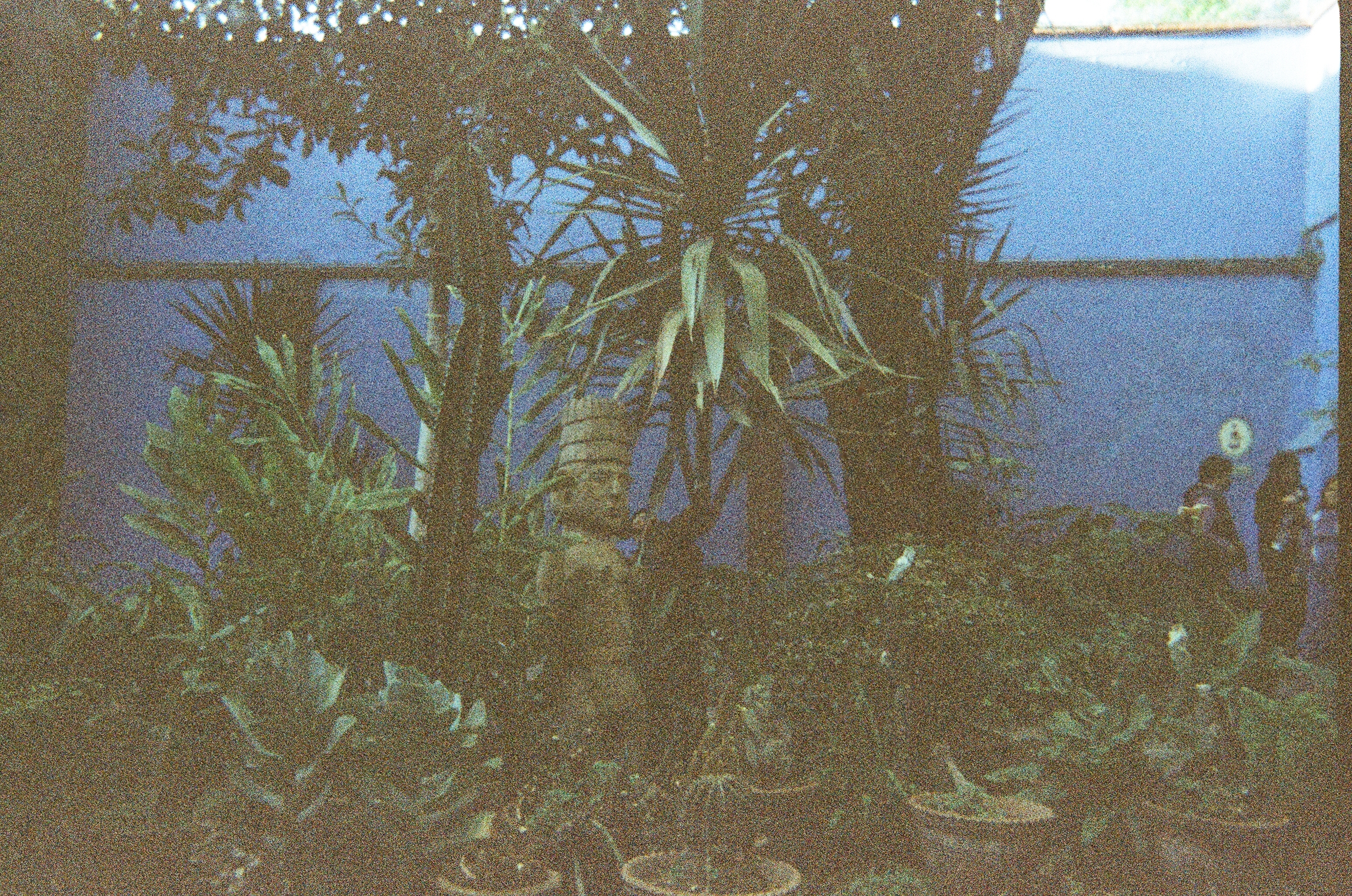 Austra mexico city 3