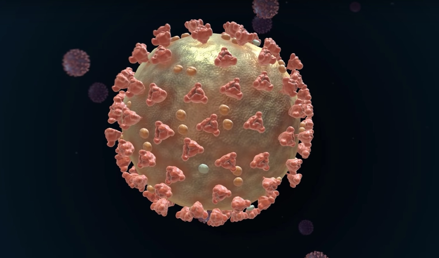 Covid 19 structure anatomy zone