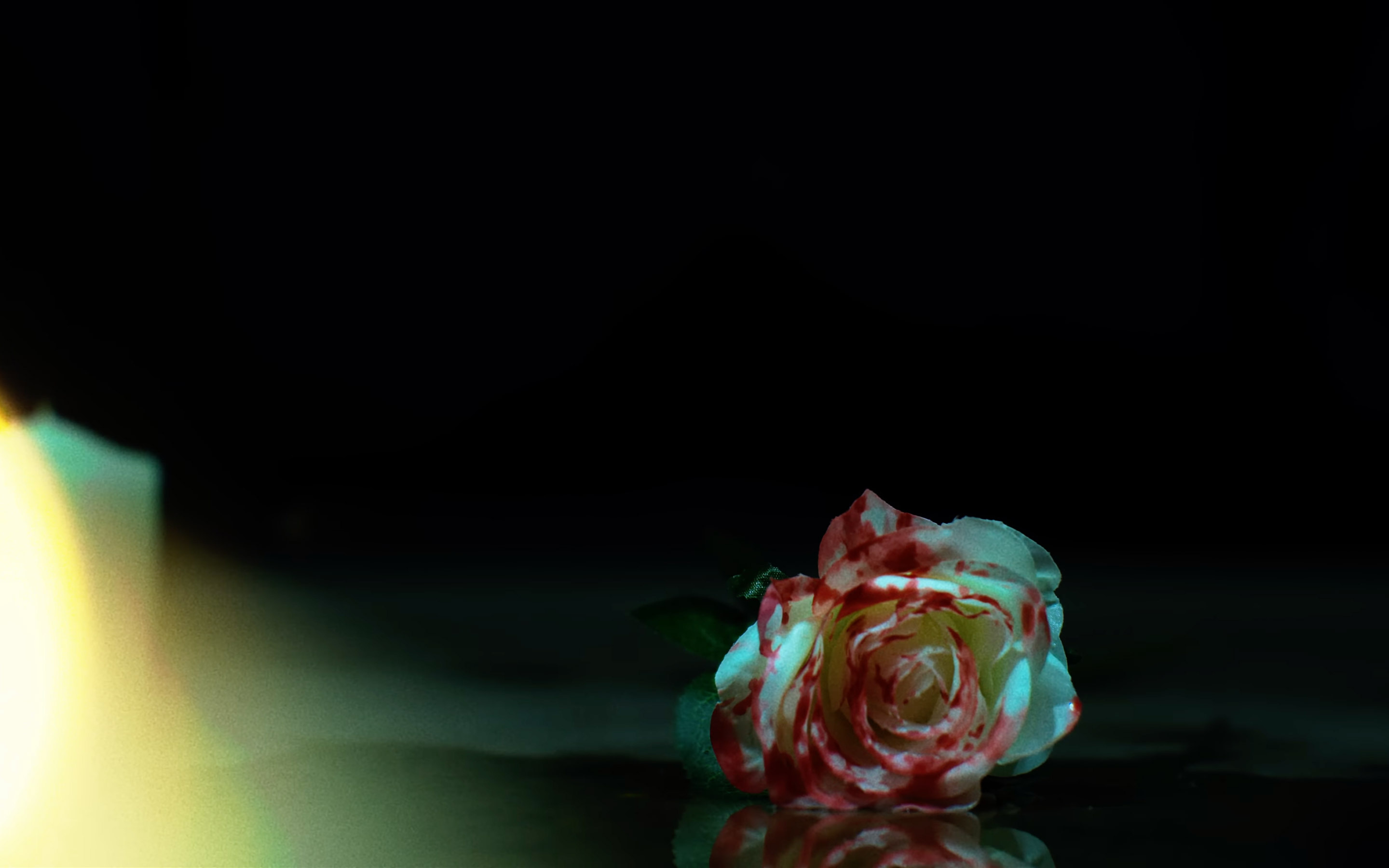 Dv4d video still rose 2