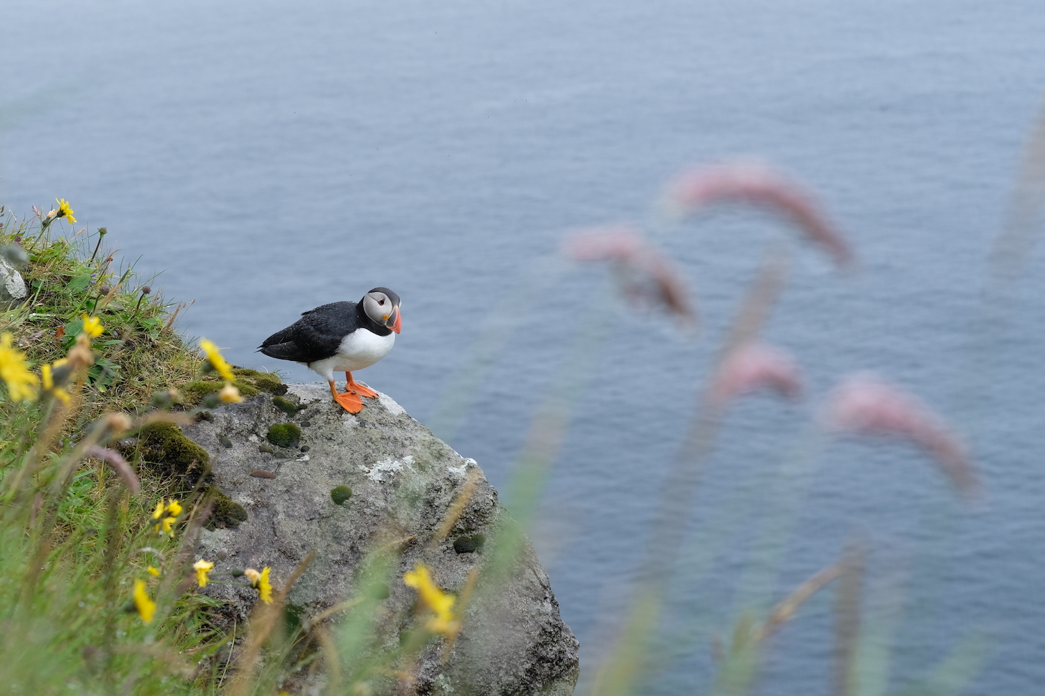 Puffin