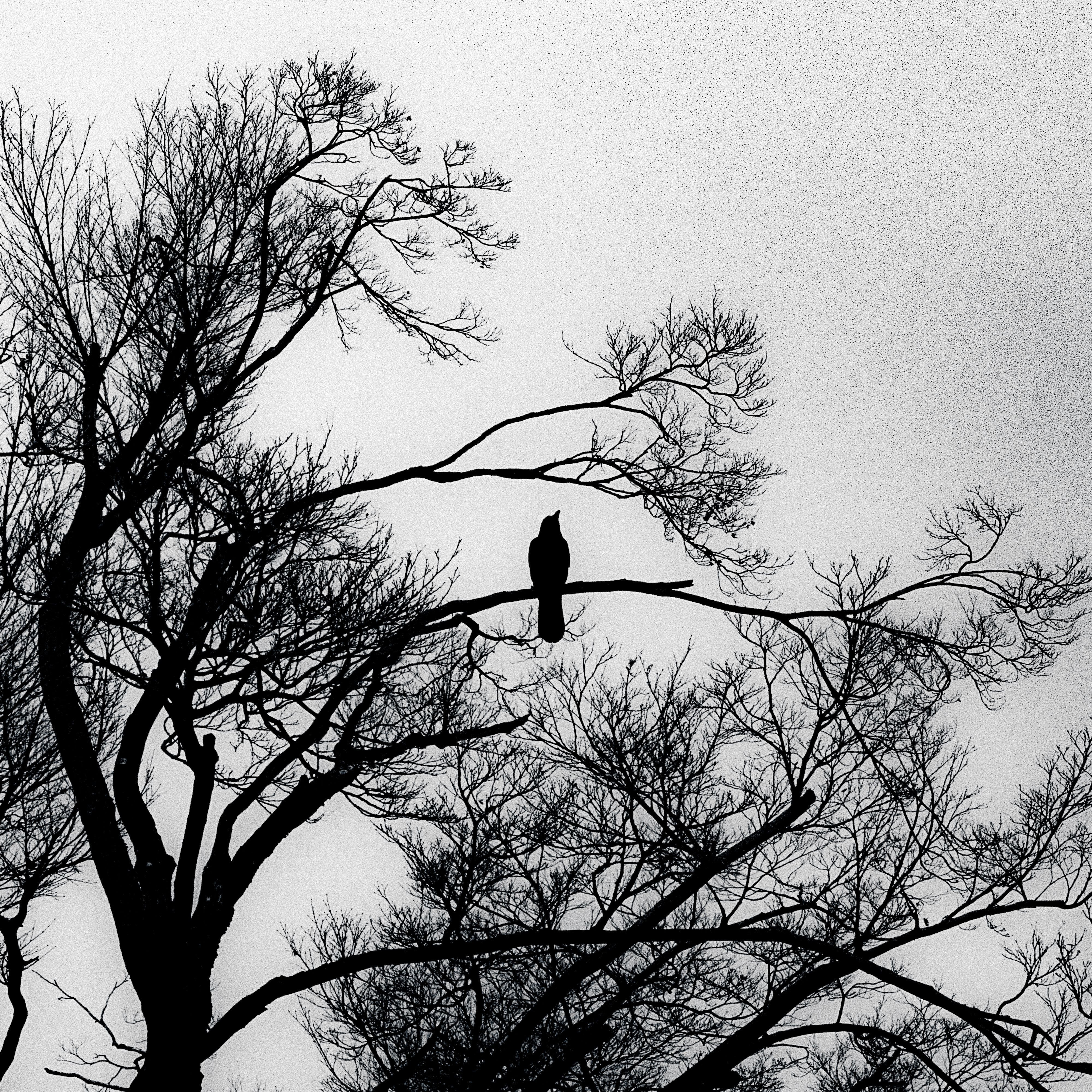 Silent Pictures Mouth Ulcers album cover