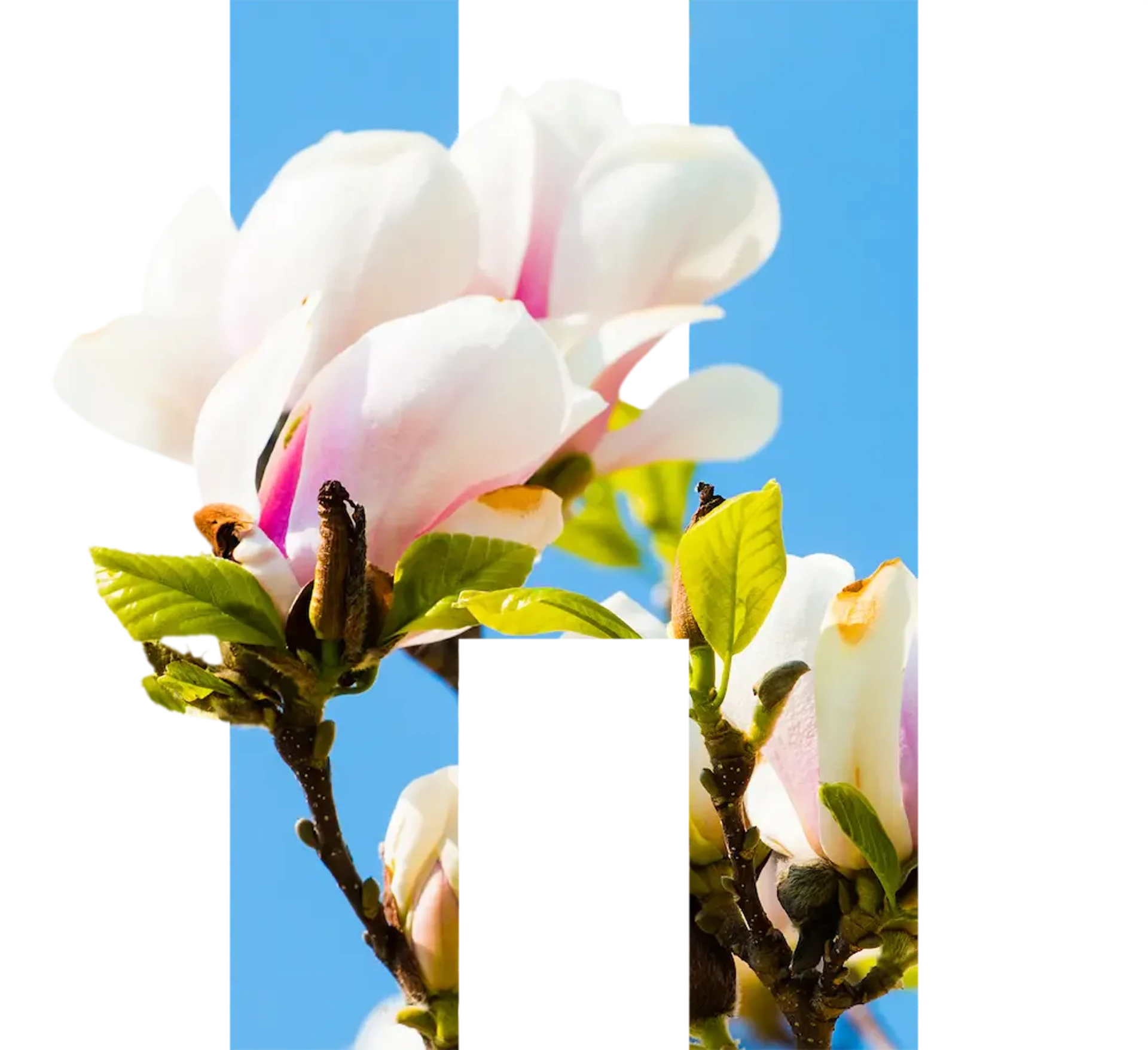 HEI H 2