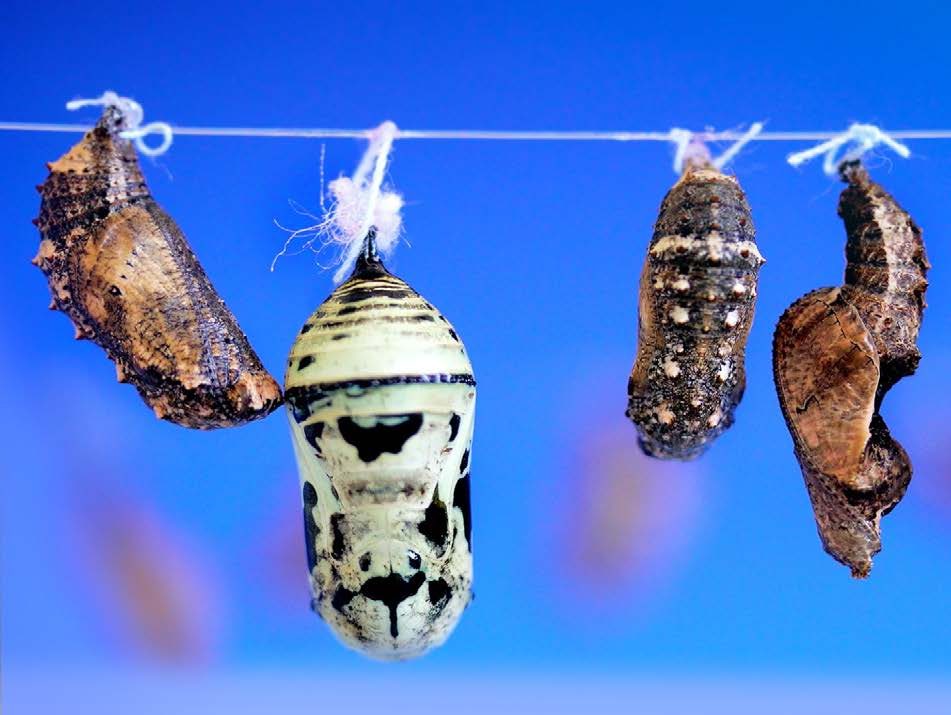 Five butterfly chrysalises hang from a white thread against a vivid blue background, center one pale green with bold black patterning.