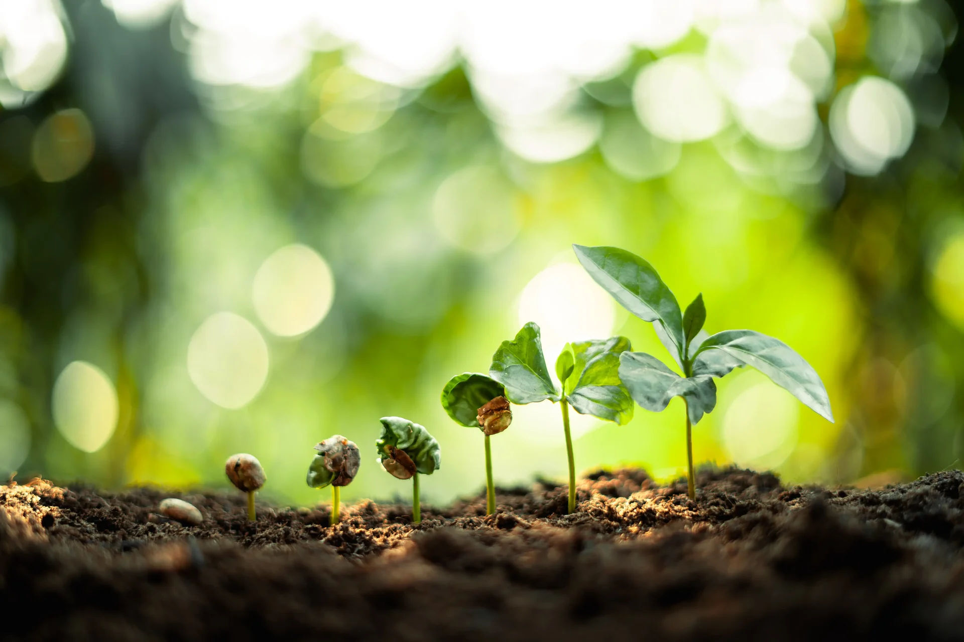 Growth trees concept coffee bean seedlings nature 2025 03 13 00 49 45 utc