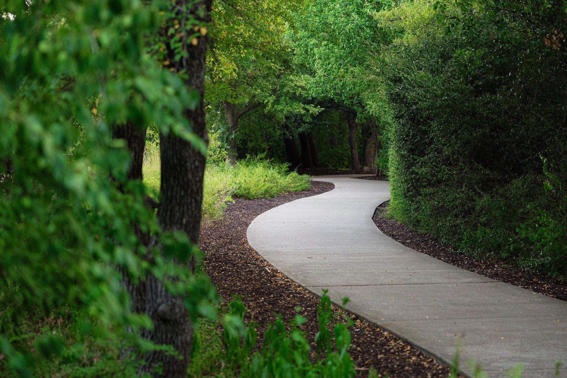 Winding pathway through lush forest 2025 02 10 06 29 18 utc