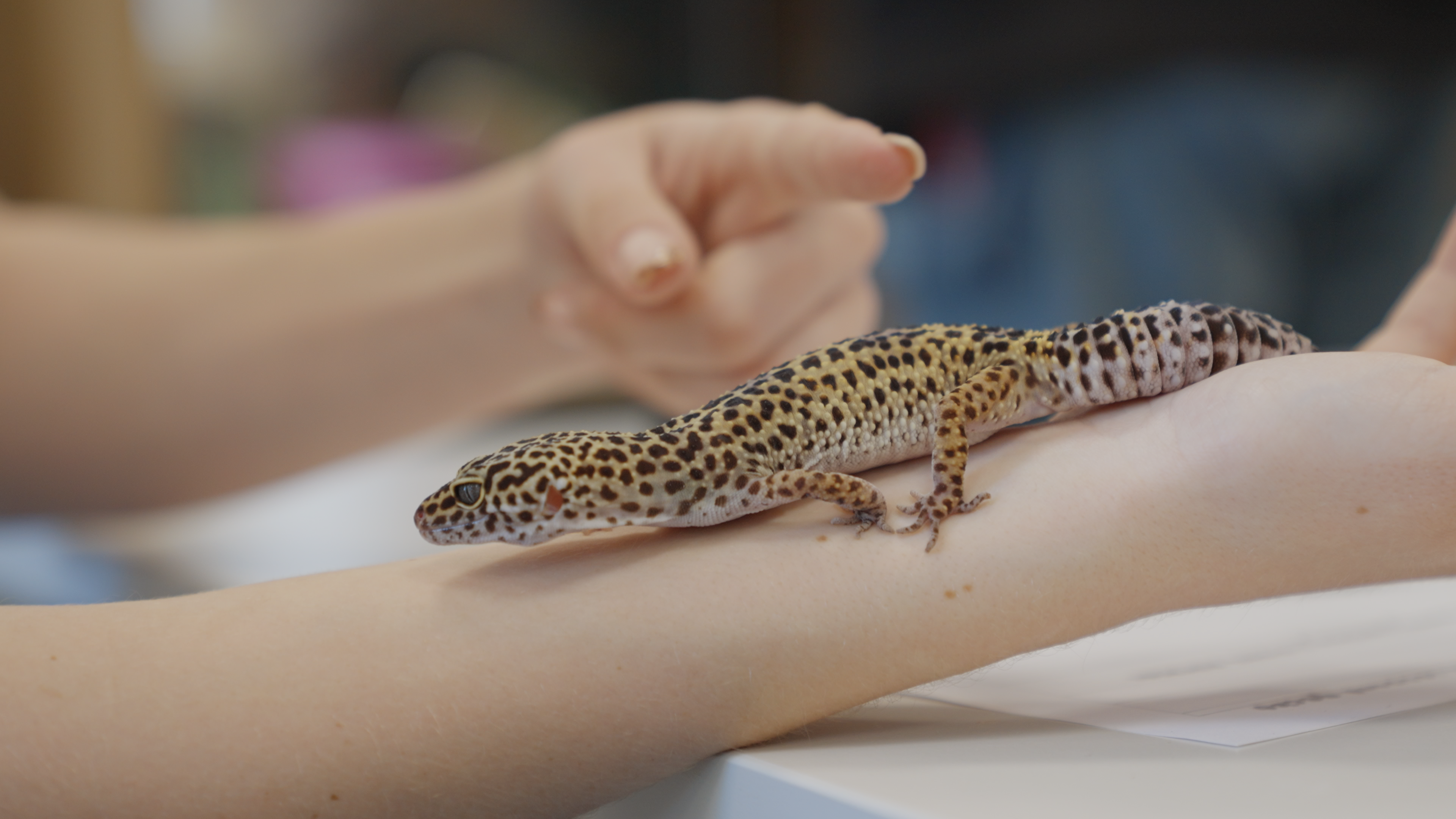 6TH - Animal Management - 5