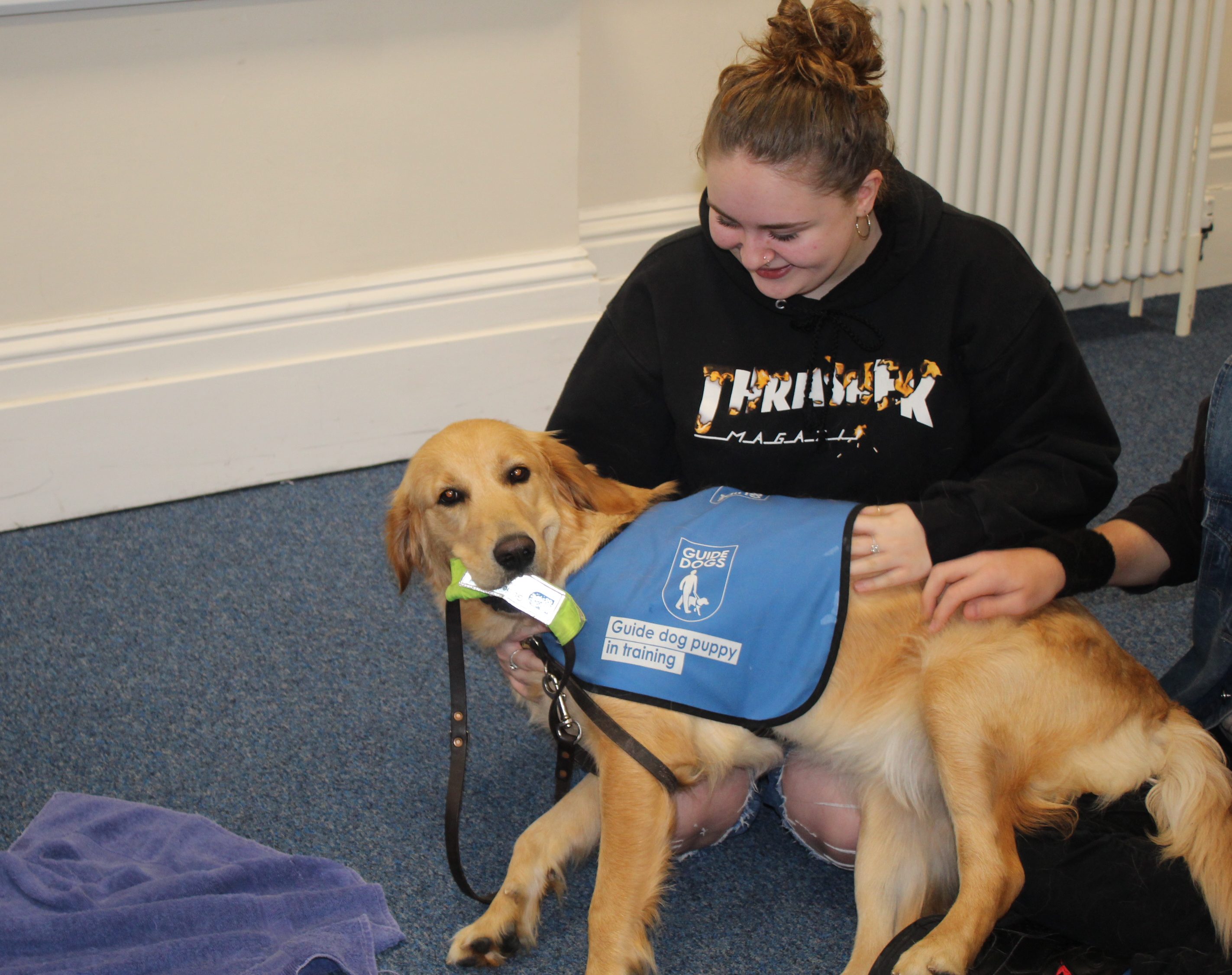 Guide Dog Puppy in Training