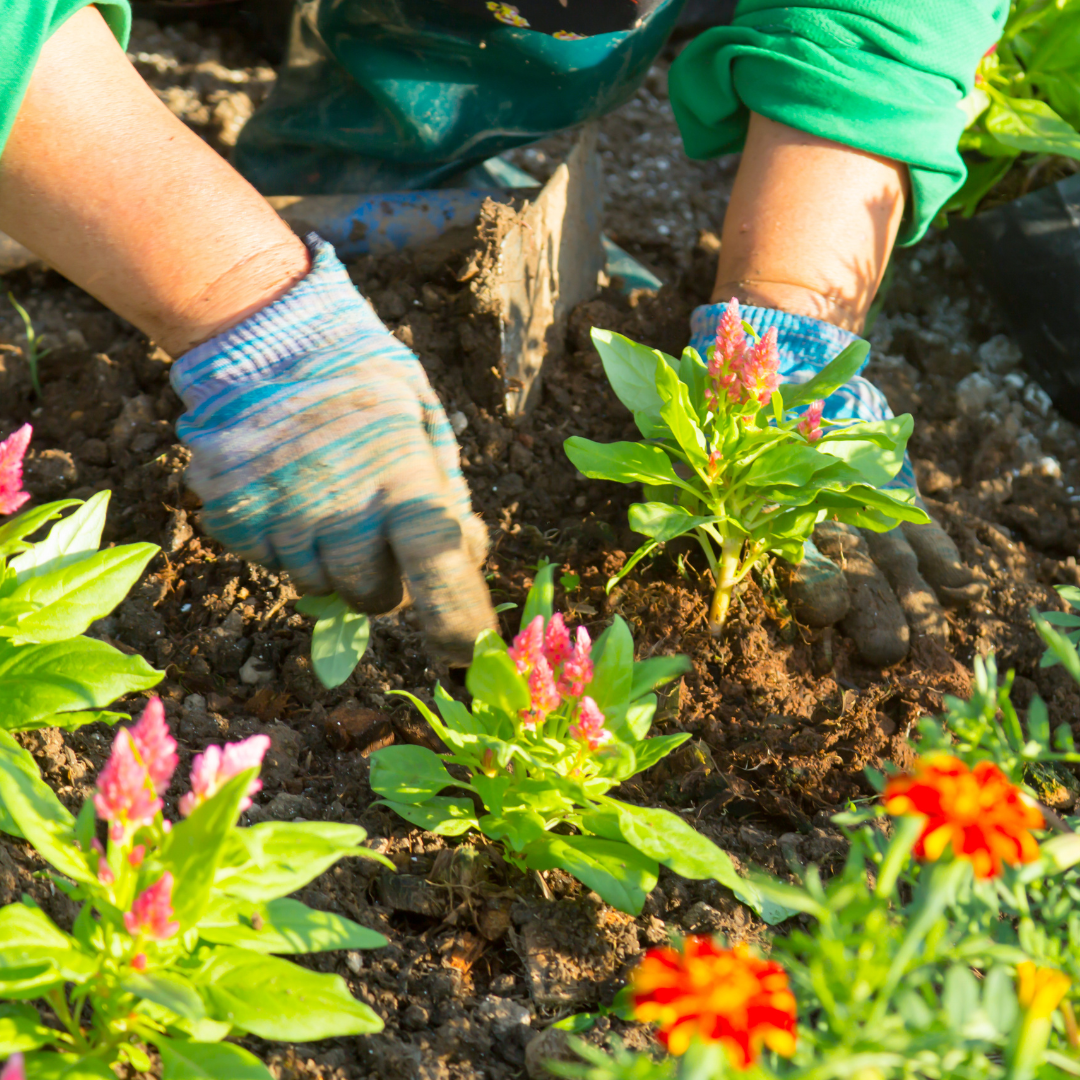 Gardening for beginners